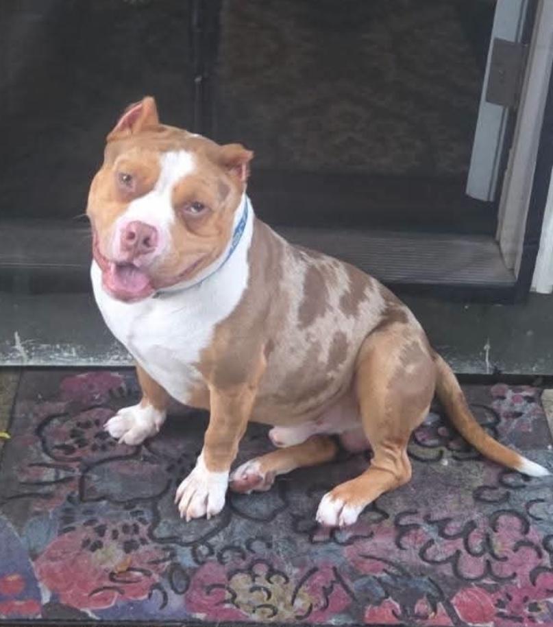 Enlarge MEATBALL, an adopted American Bully in Flint, MI image 1/6