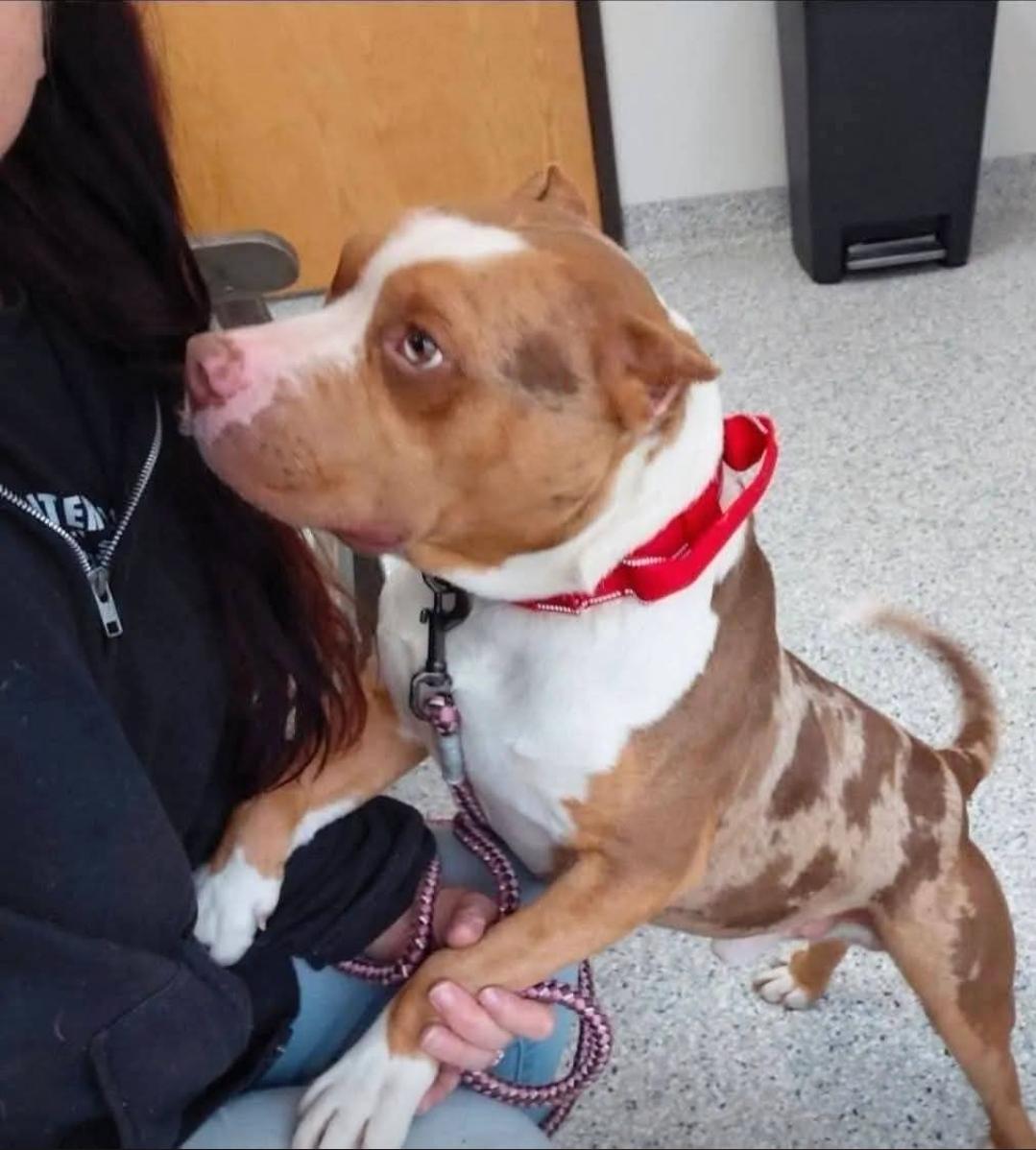 Enlarge MEATBALL, an adopted American Bully in Flint, MI image 4/6