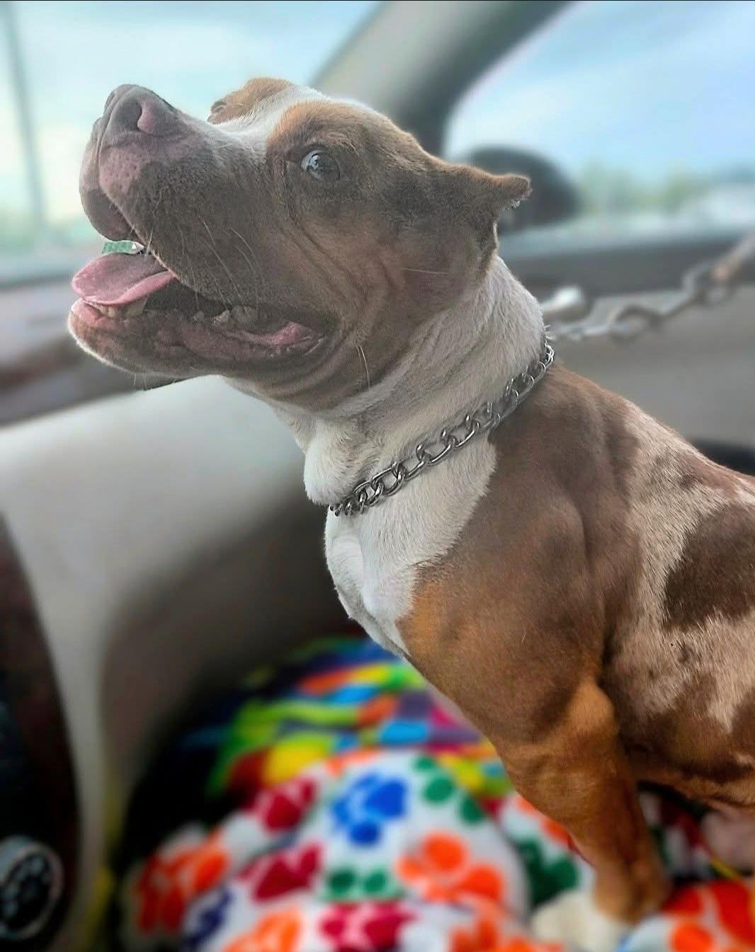 Enlarge MEATBALL, an adopted American Bully in Flint, MI image 2/6