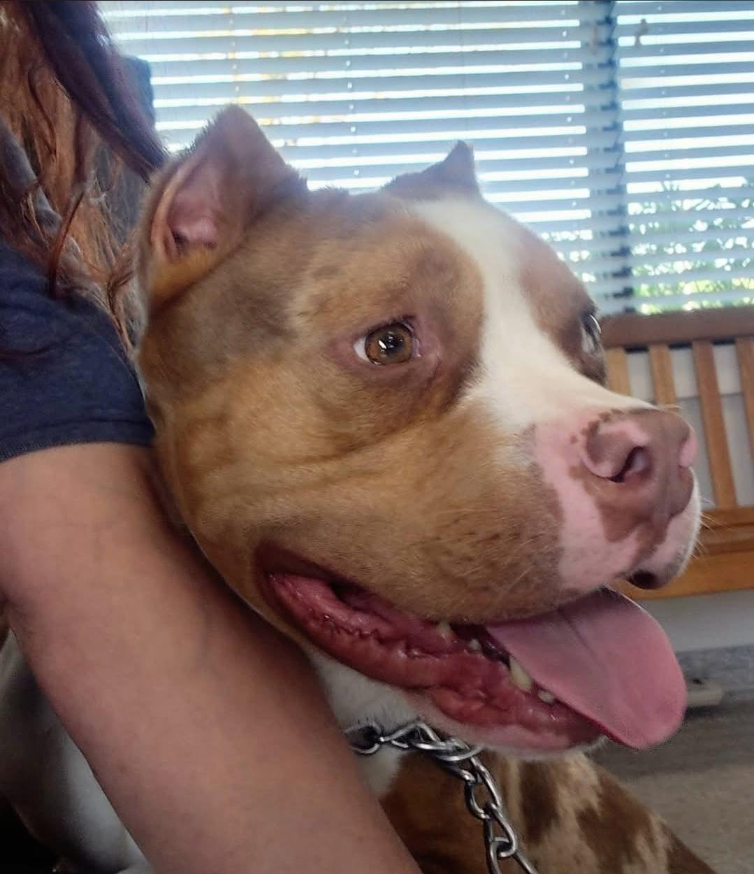 Enlarge MEATBALL, an adopted American Bully in Flint, MI image 3/6