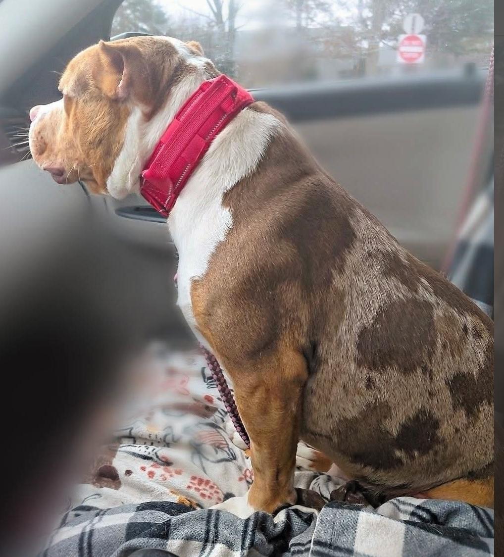 Enlarge MEATBALL, an adopted American Bully in Flint, MI image 6/6