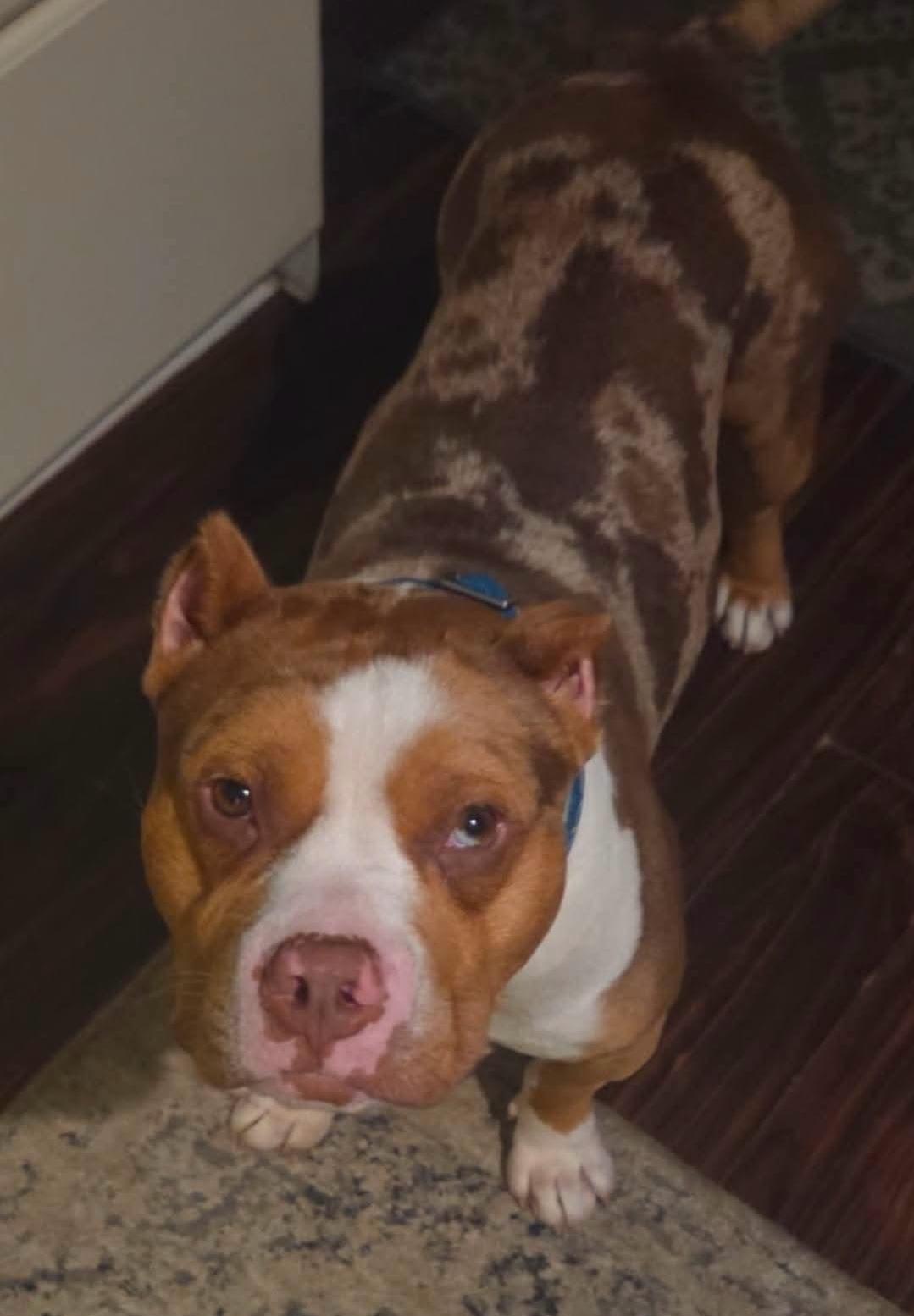 Enlarge MEATBALL, an adopted American Bully in Flint, MI image 5/6