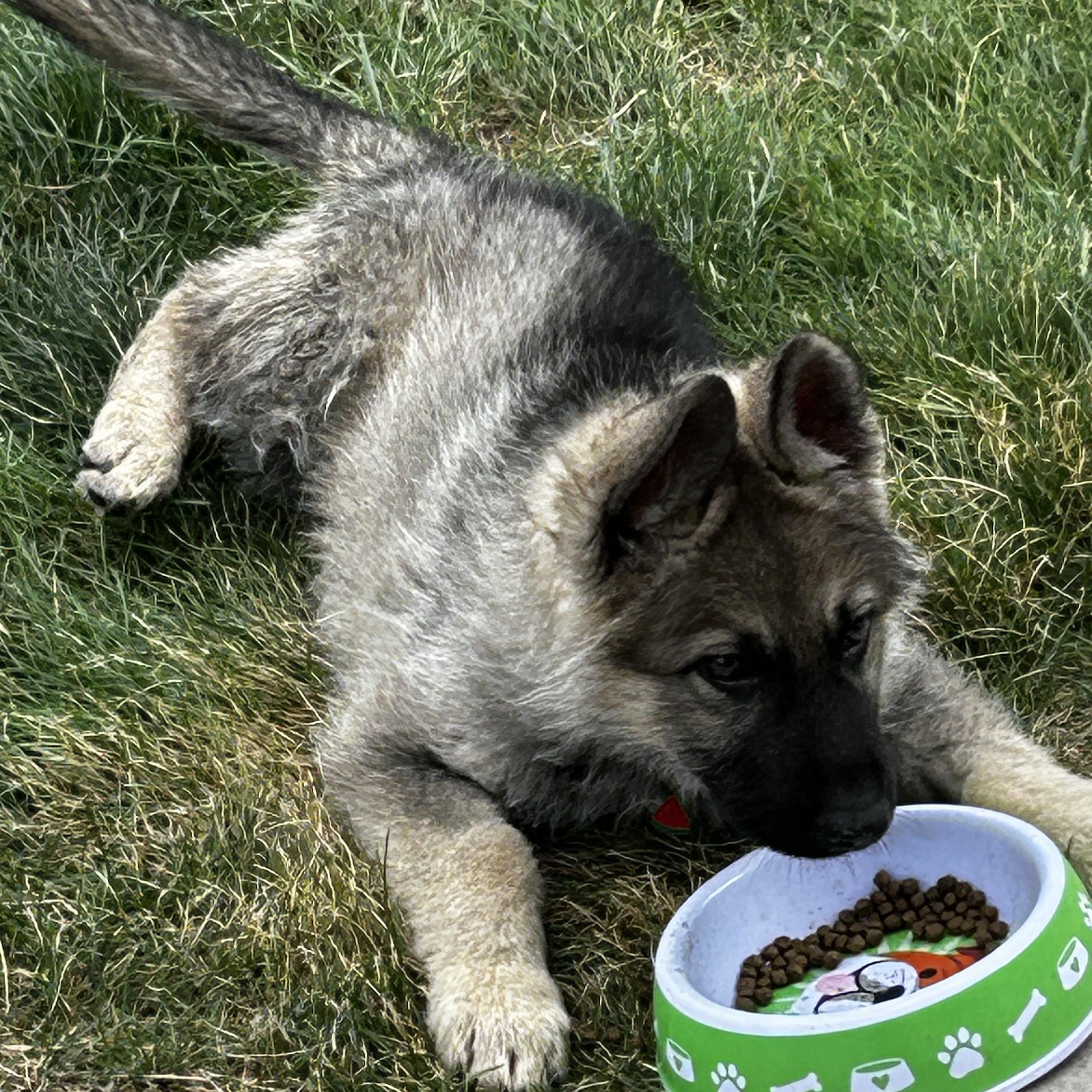 Otis, an adopted Keeshond in Farmington, MN image 3/4