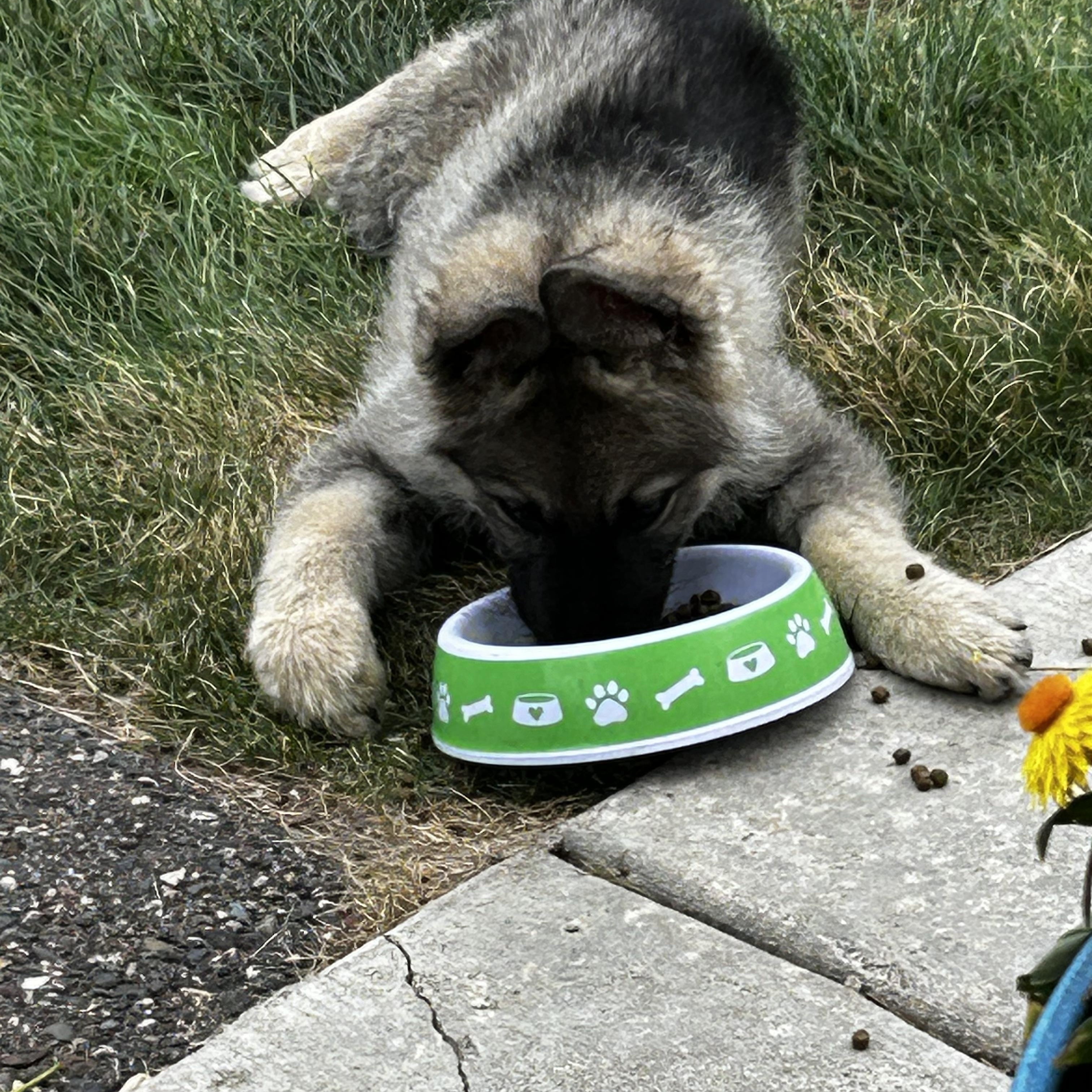 Otis, an adopted Keeshond in Farmington, MN image 4/4