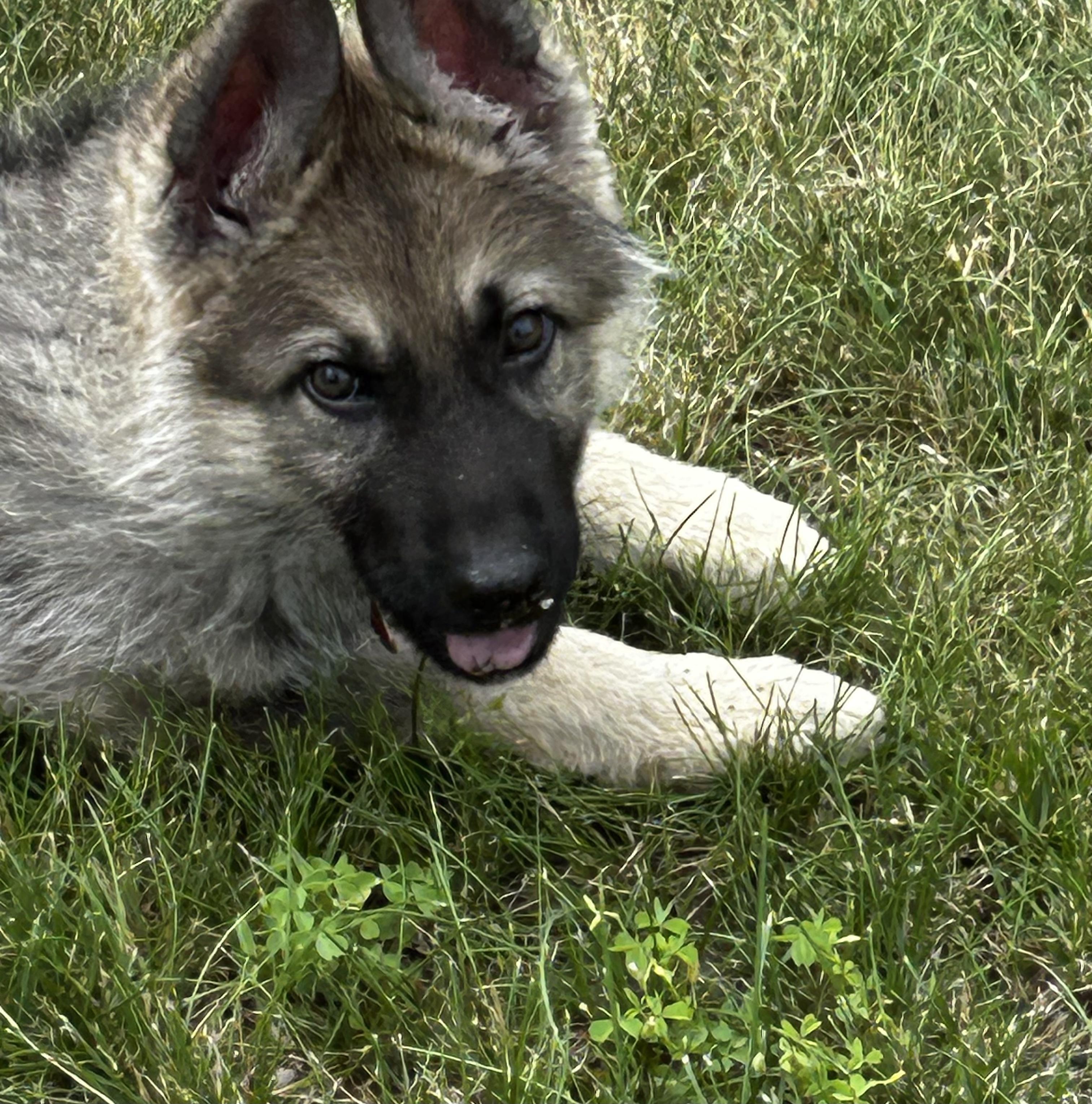 Otis, an adopted Keeshond in Farmington, MN image 1/4