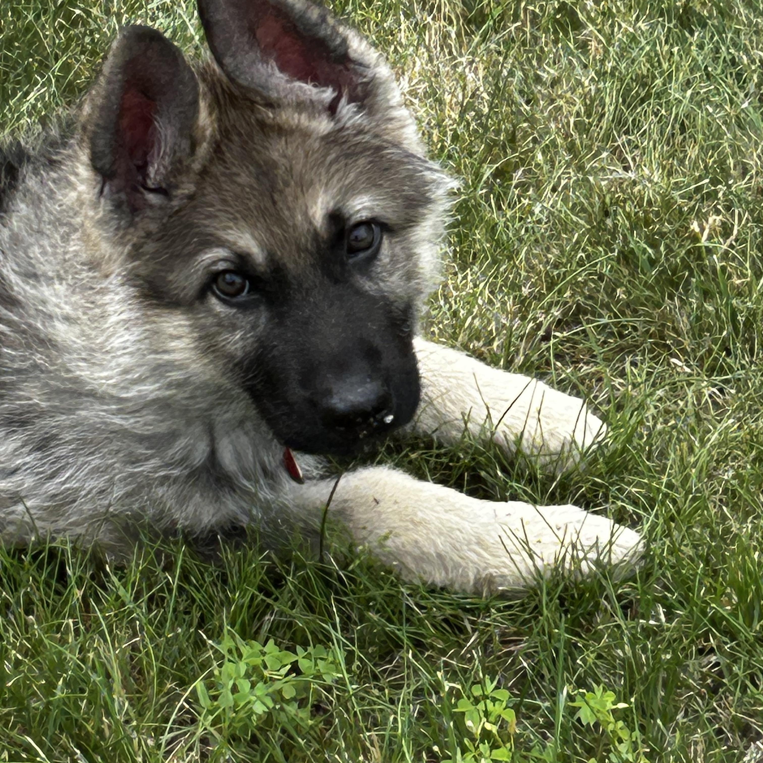 Otis, an adopted Keeshond in Farmington, MN image 2/4