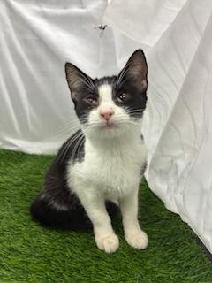 Millie, Adoptable, Kitten Female Domestic Short Hair & Domestic Short Hair.