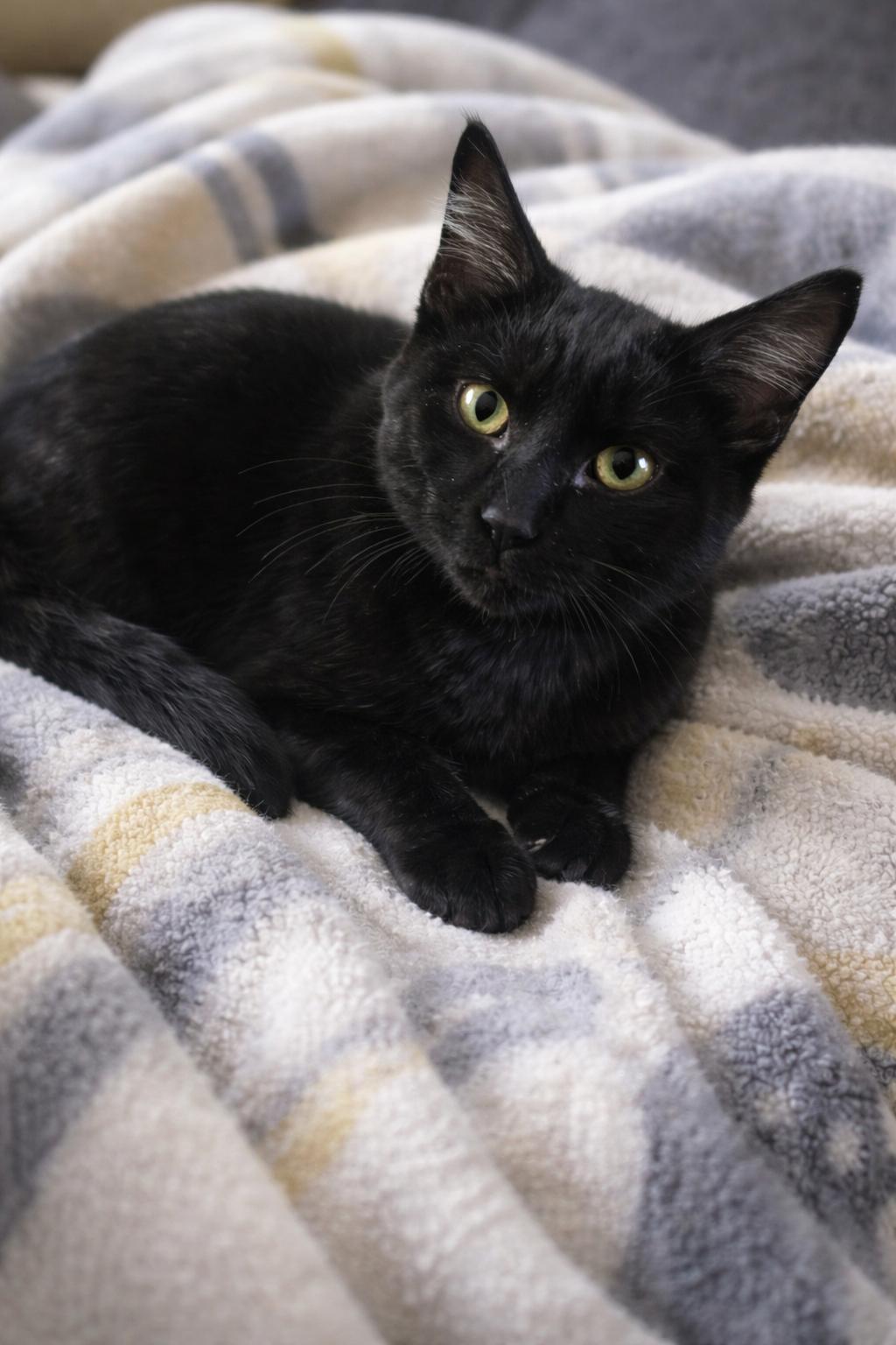 Eclipse , adopted, Young Male Domestic Short Hair.
