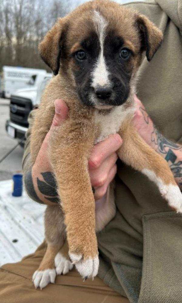 BBQ- Girl 2- Hickory, Adoptable, Puppy Female Boxer & Shepherd.