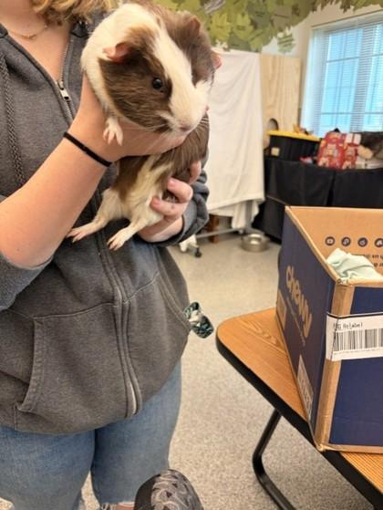 Pig Pen, Adoptable, Adult Male Guinea Pig.