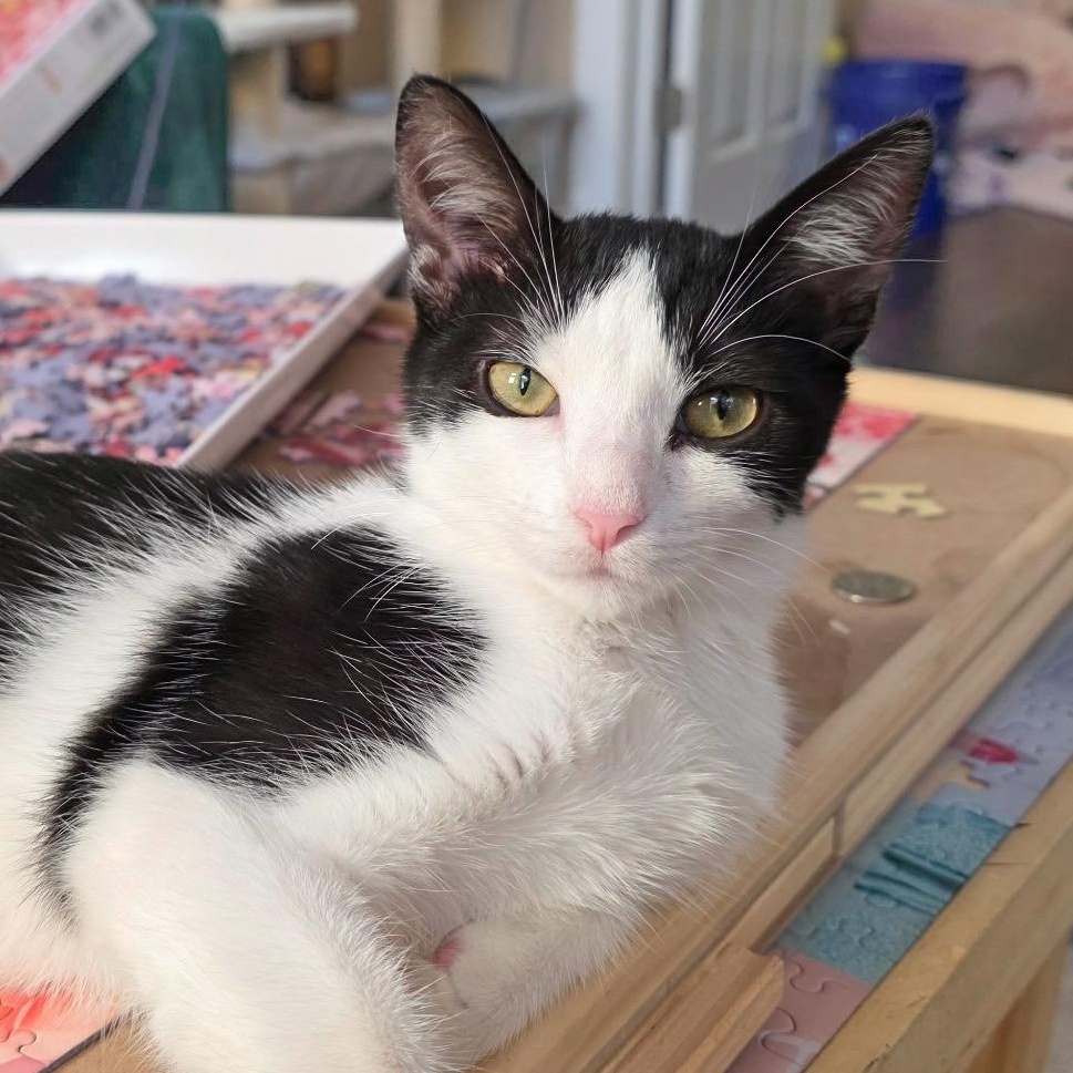 Boogie, Adoptable, Kitten Female Domestic Short Hair.