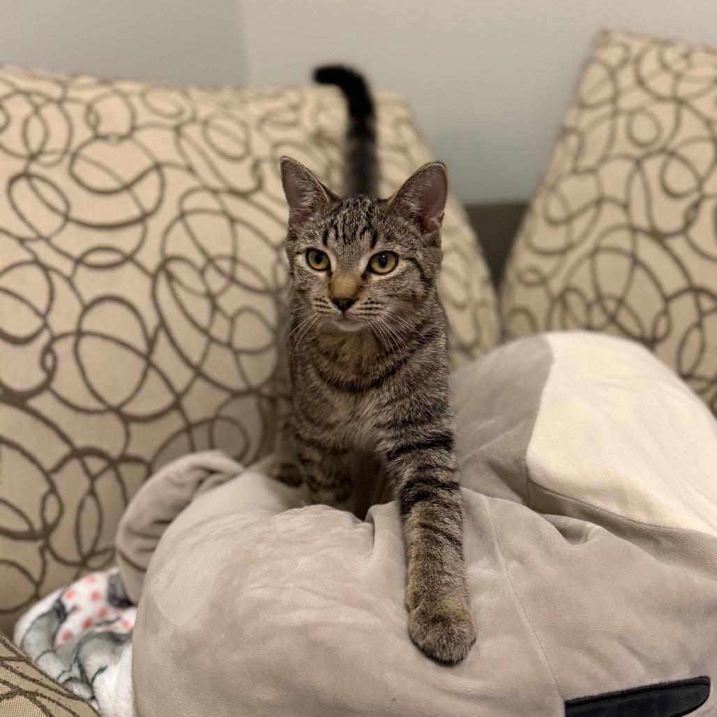 Mummy, an adopted Domestic Short Hair in Evanston, IL image 1/3