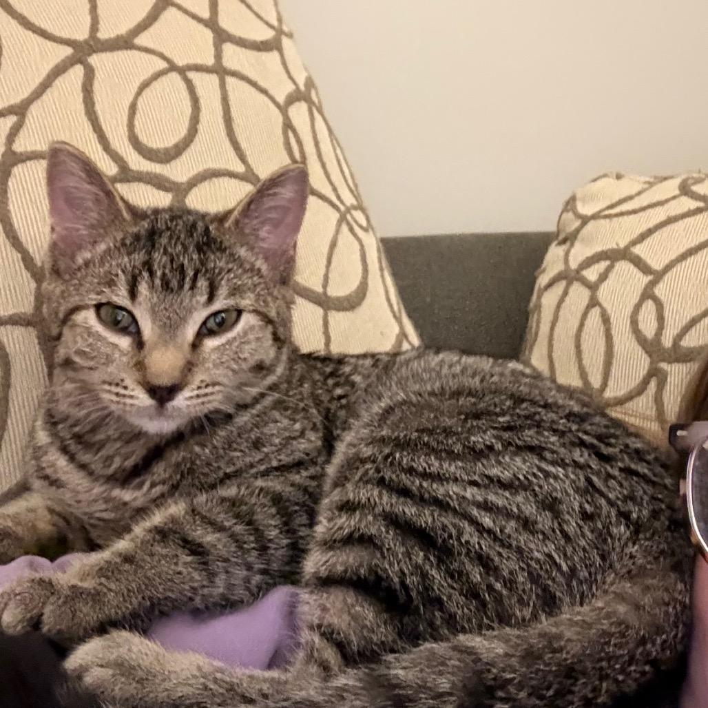 Mummy, an adopted Domestic Short Hair in Evanston, IL image 2/3