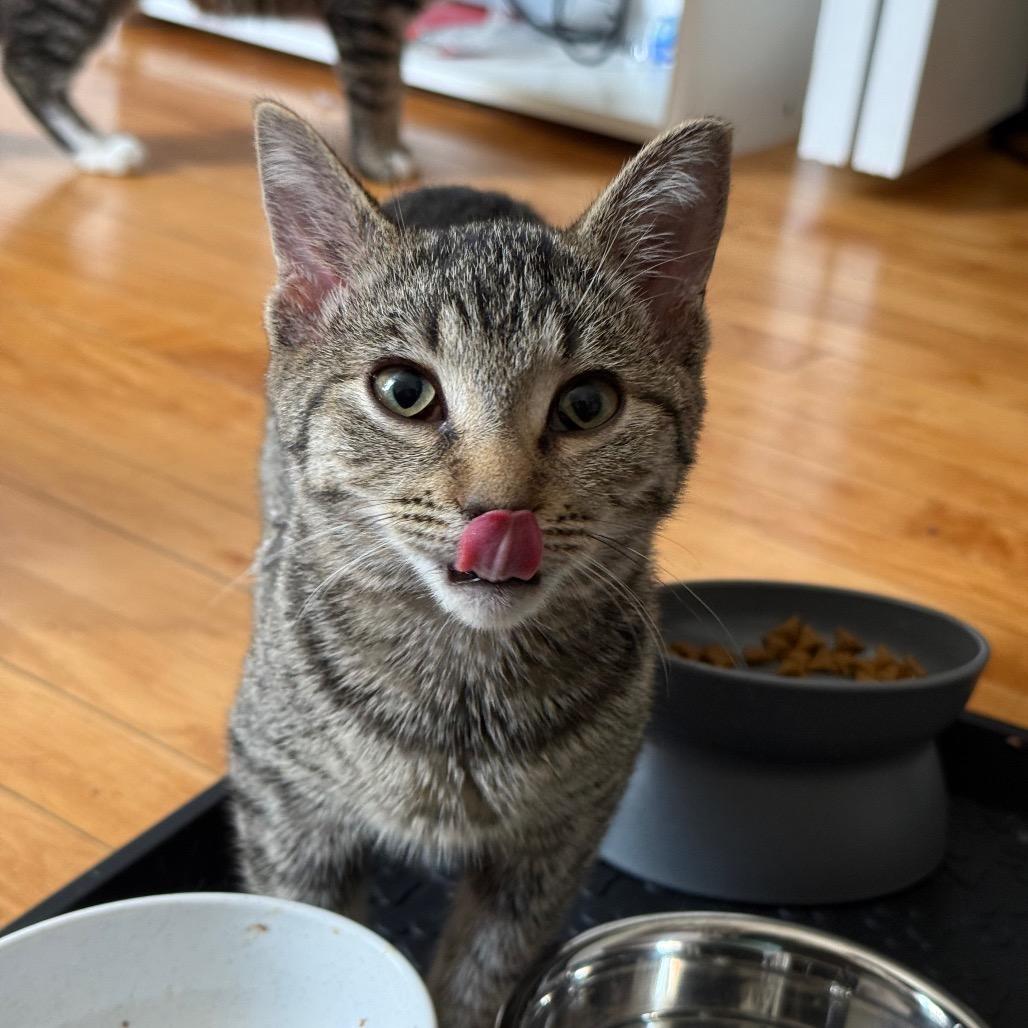 Mummy, an adopted Domestic Short Hair in Evanston, IL image 3/3