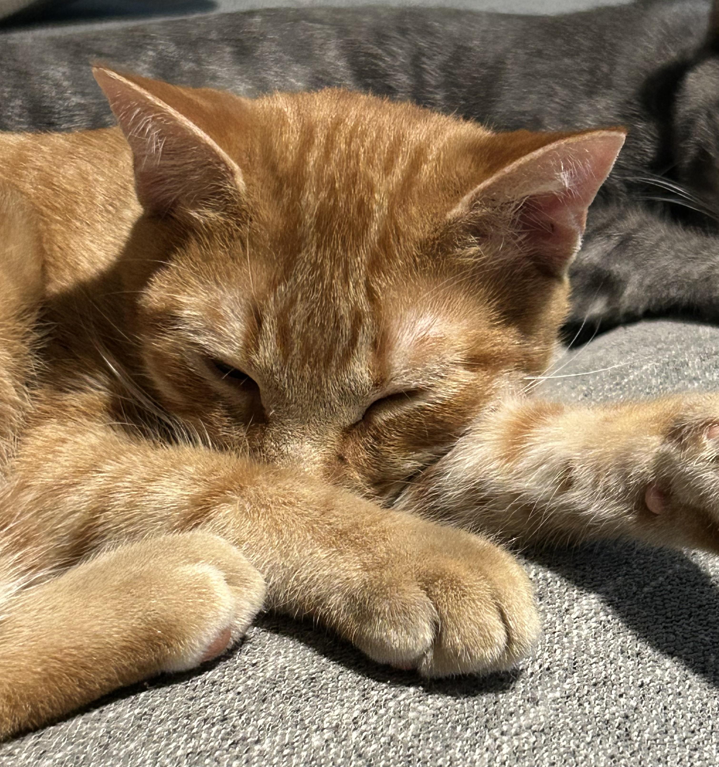 Rusty, Adoptable, Young Male Domestic Short Hair.
