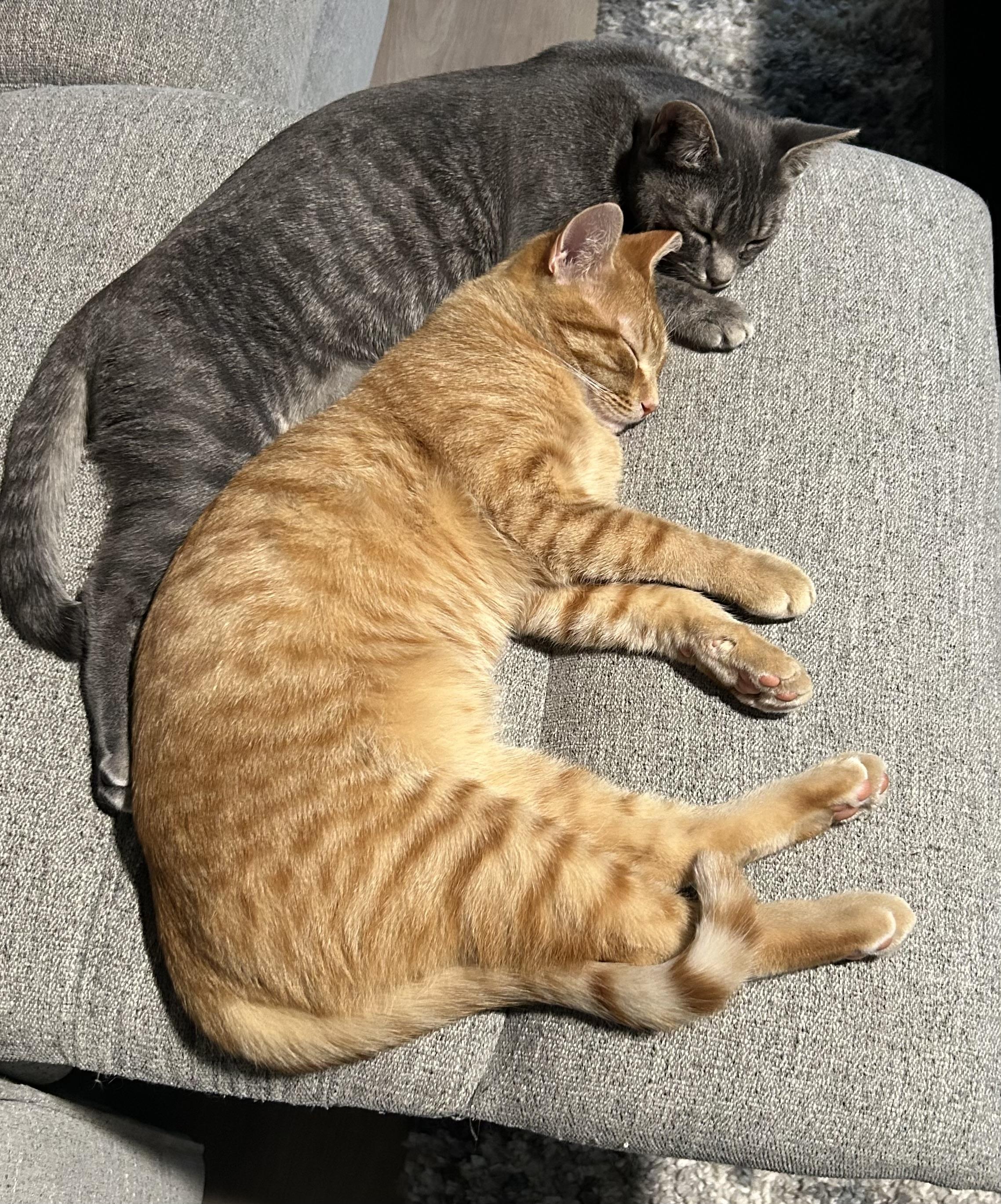 Rusty, a Adoptable Domestic Short Hair in Little River, SC image 2/5