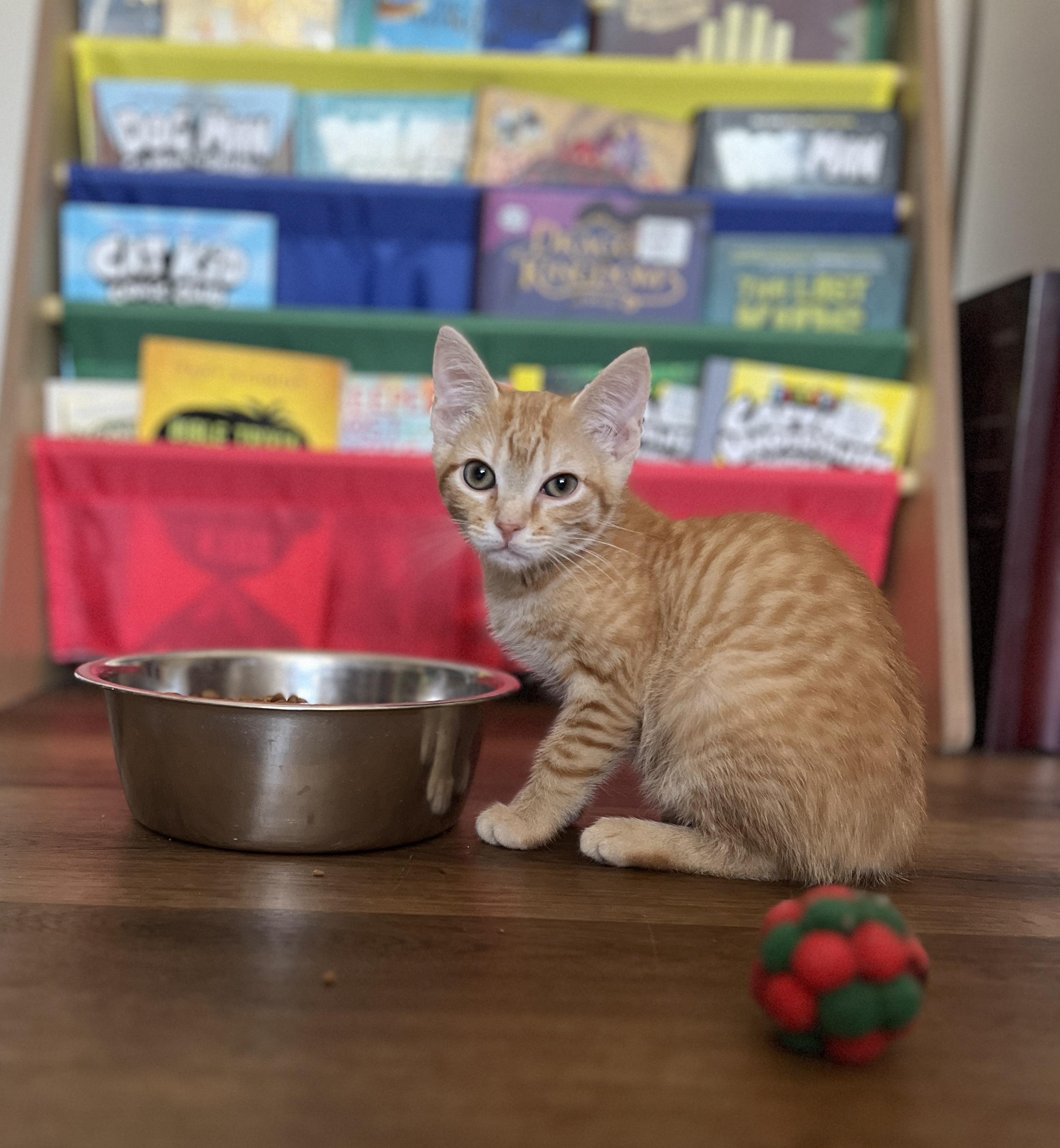 Rusty, Adoptable, Kitten Male Domestic Short Hair.