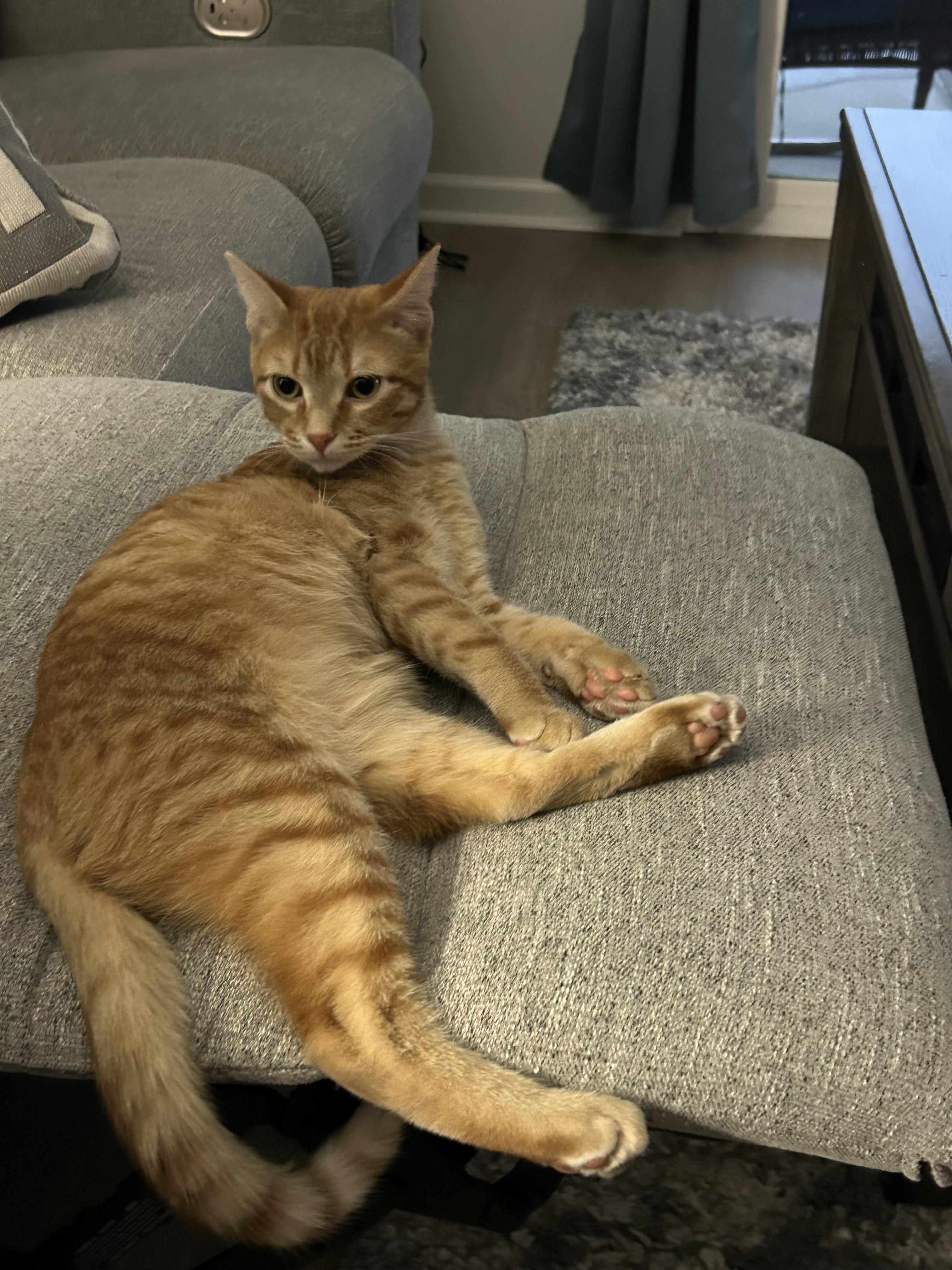 Rusty, a Adoptable Domestic Short Hair in Little River, SC image 3/5