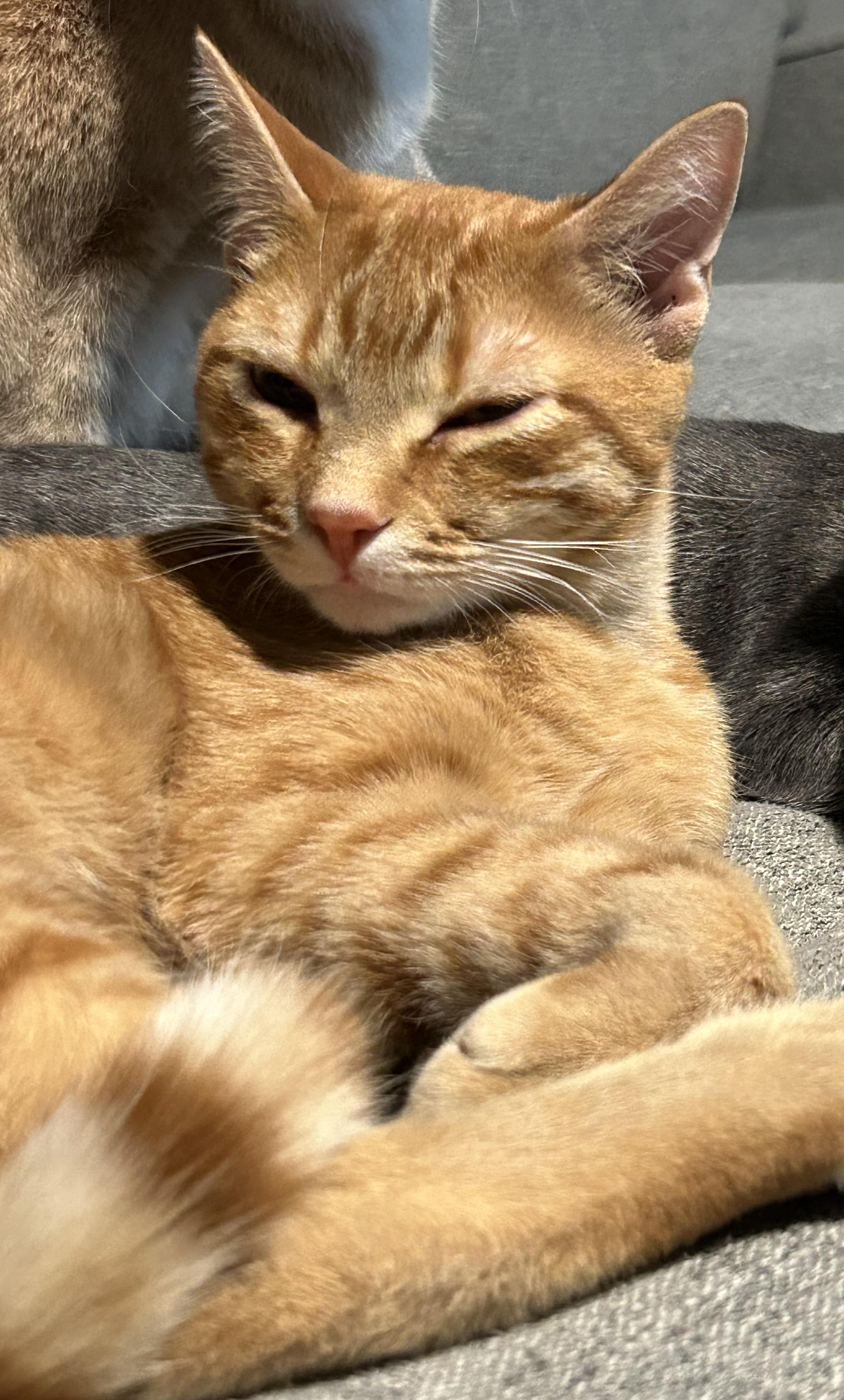 Rusty, a Adoptable Domestic Short Hair in Little River, SC image 4/5