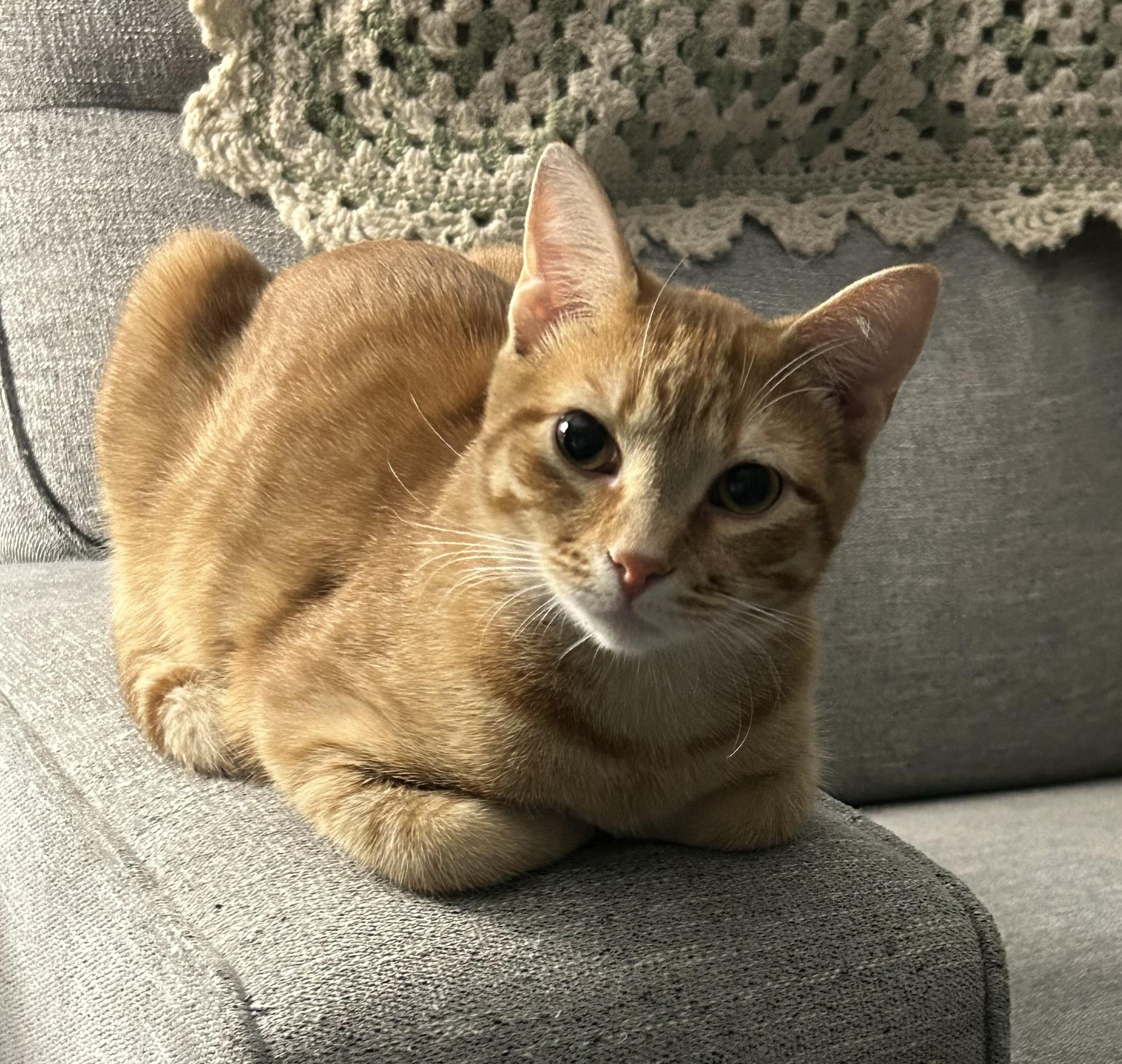 Rusty, a Adoptable Domestic Short Hair in Little River, SC image 5/5