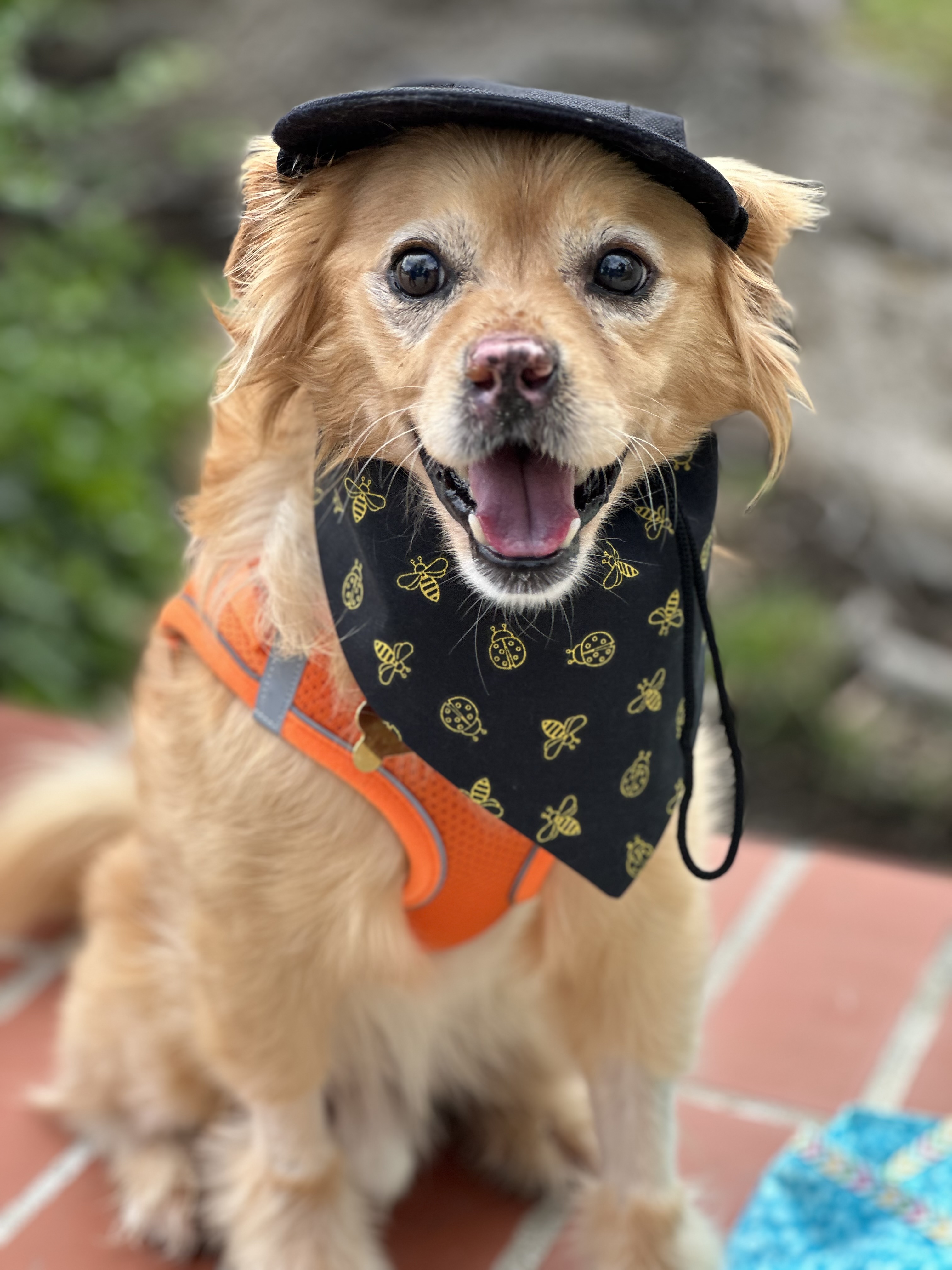 Rolo, a Adopted English Cocker Spaniel in Los Angeles, CA image 4/5