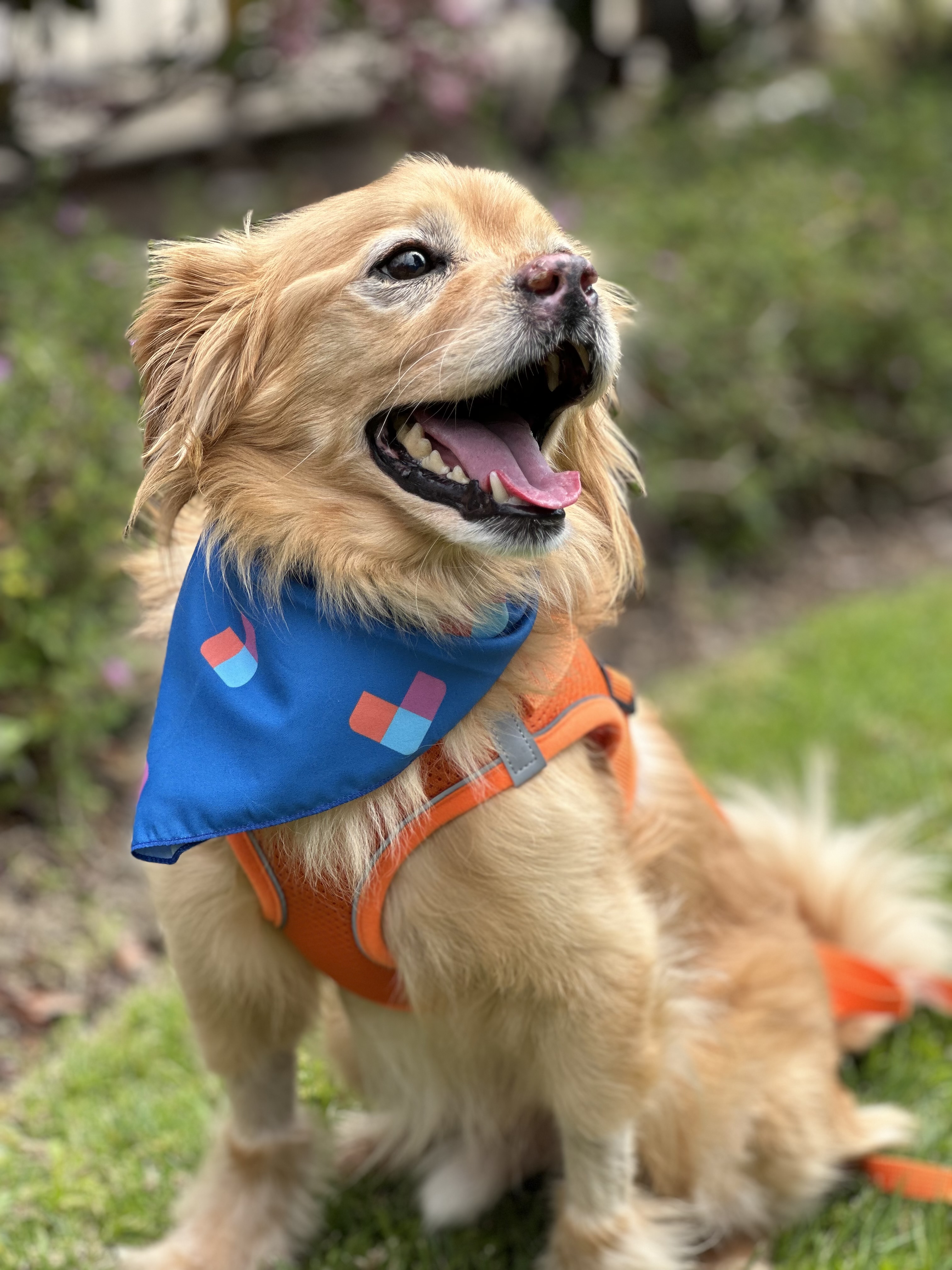 Rolo, a Adopted English Cocker Spaniel in Los Angeles, CA image 2/5