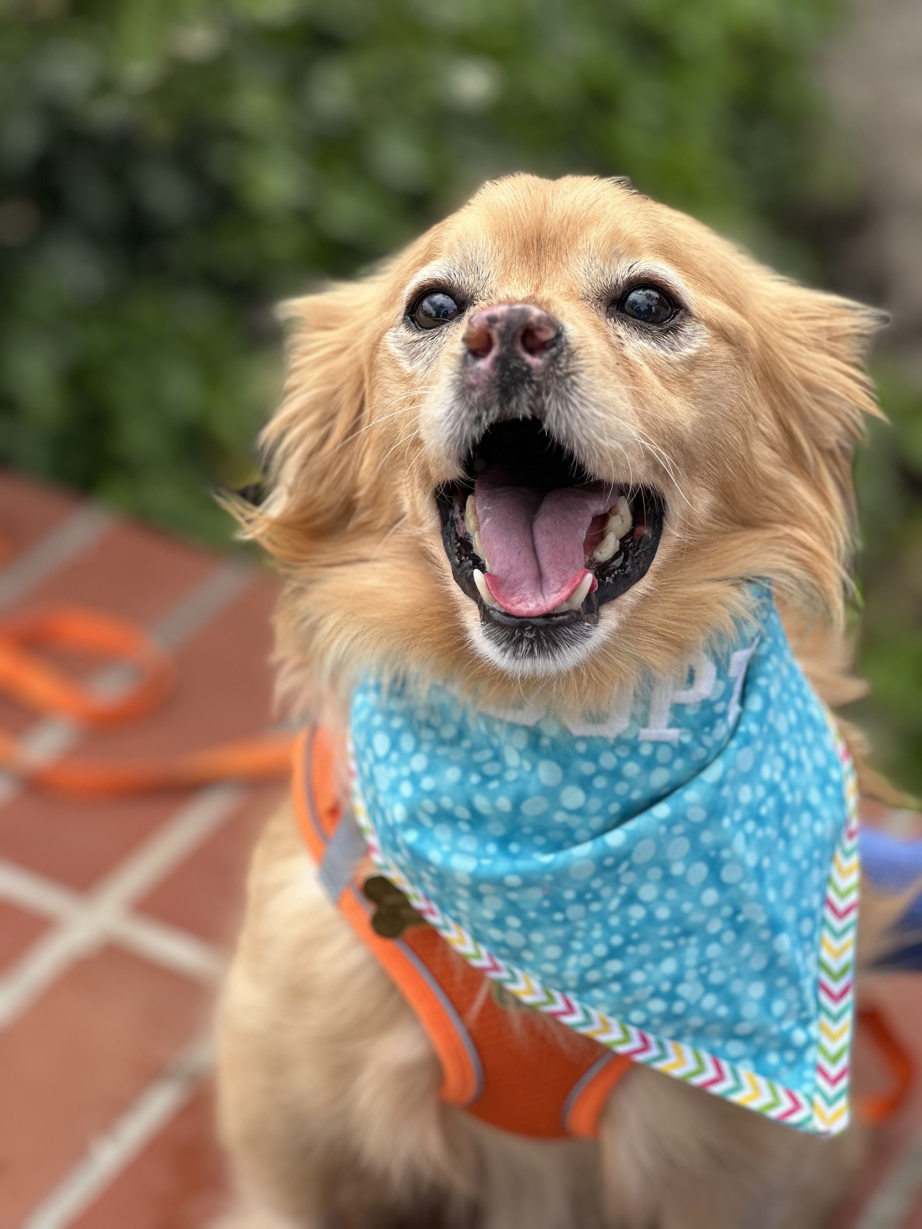 Rolo, a Adopted English Cocker Spaniel in Los Angeles, CA image 3/5