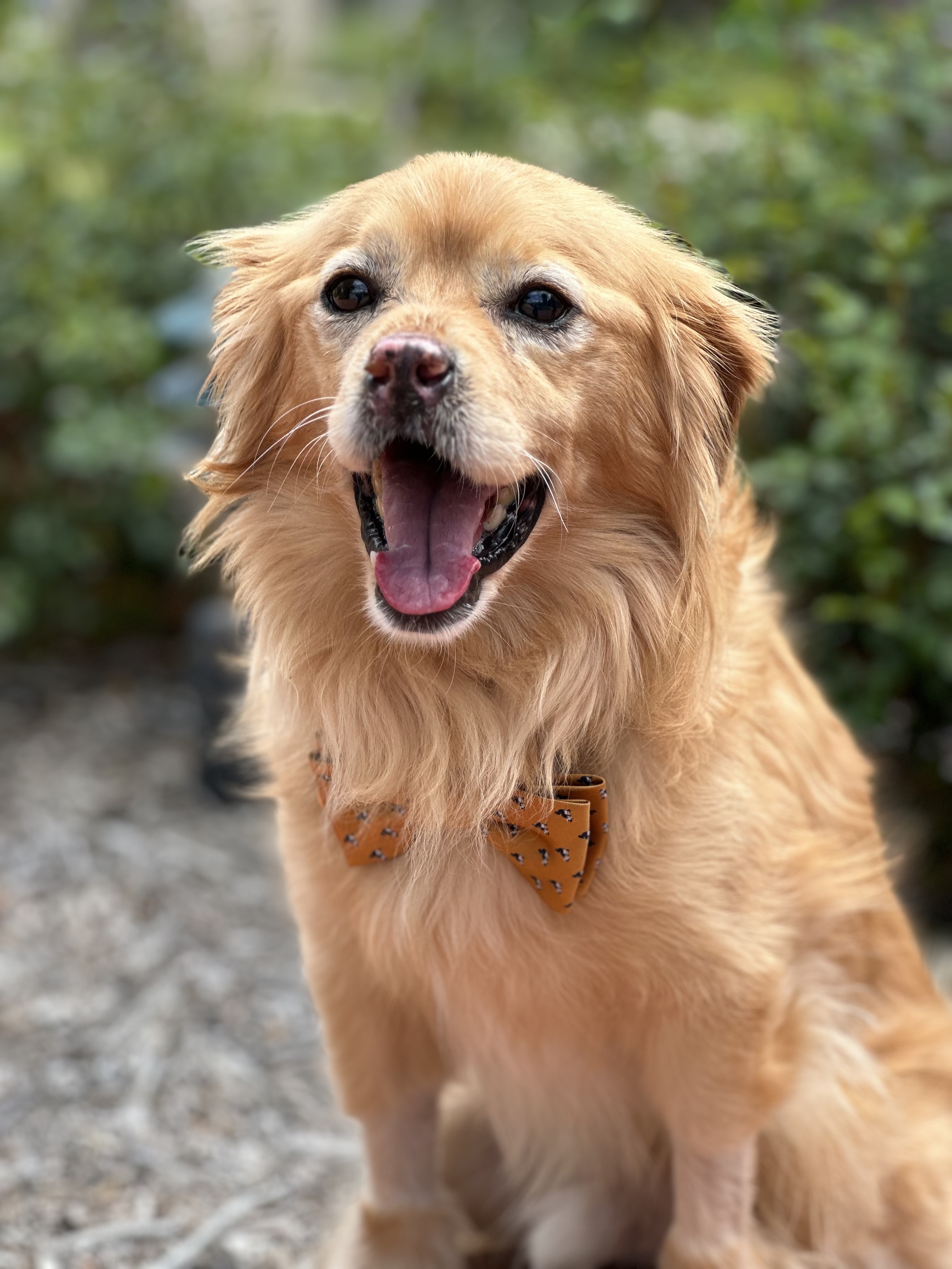 Rolo, a Adopted English Cocker Spaniel in Los Angeles, CA image 1/5