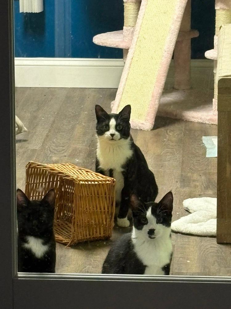 Enlarge Charlie Chaplin, a Adoptable mixed breed in Warren, CT image 3/6