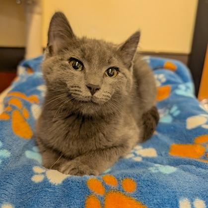 Enlarge Cinder, an adopted Domestic Short Hair in Rochester, MN image 1/1