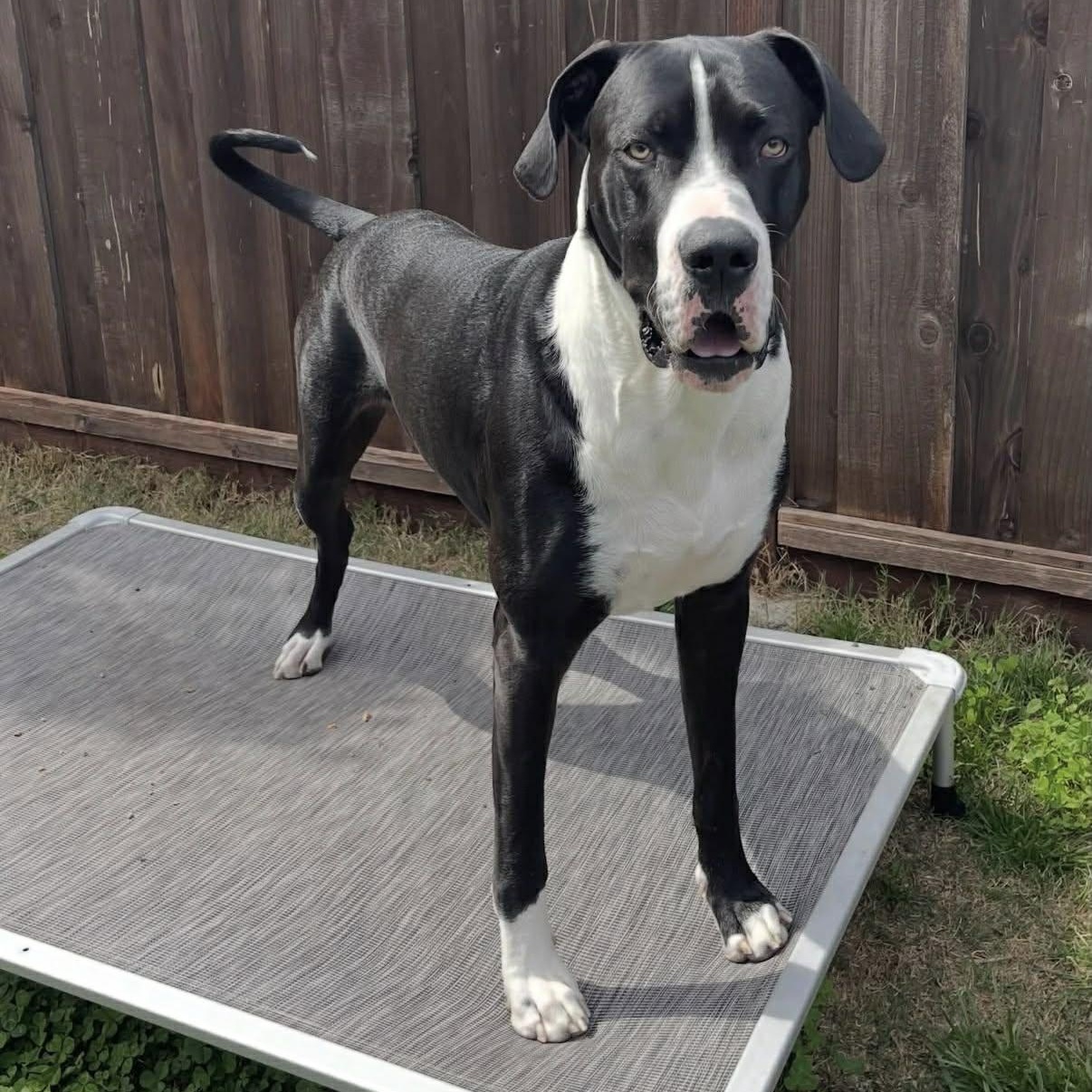 Enlarge Joshua, a Adoptable Great Dane in Tehachapi, CA image 2/4