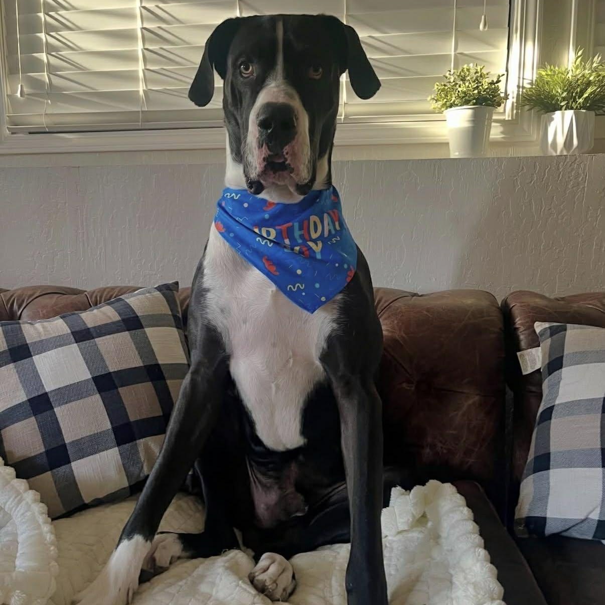 Enlarge Joshua, a Adoptable Great Dane in Tehachapi, CA image 3/4