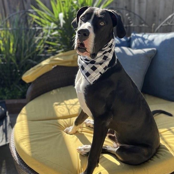 Enlarge Joshua, a Adoptable Great Dane in Tehachapi, CA image 1/1