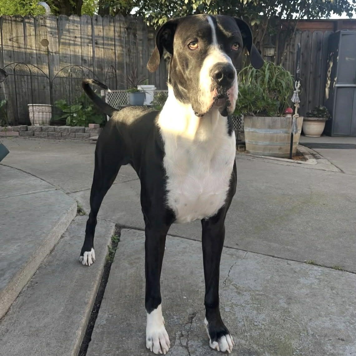 Enlarge Joshua, a Adoptable Great Dane in Tehachapi, CA image 4/4