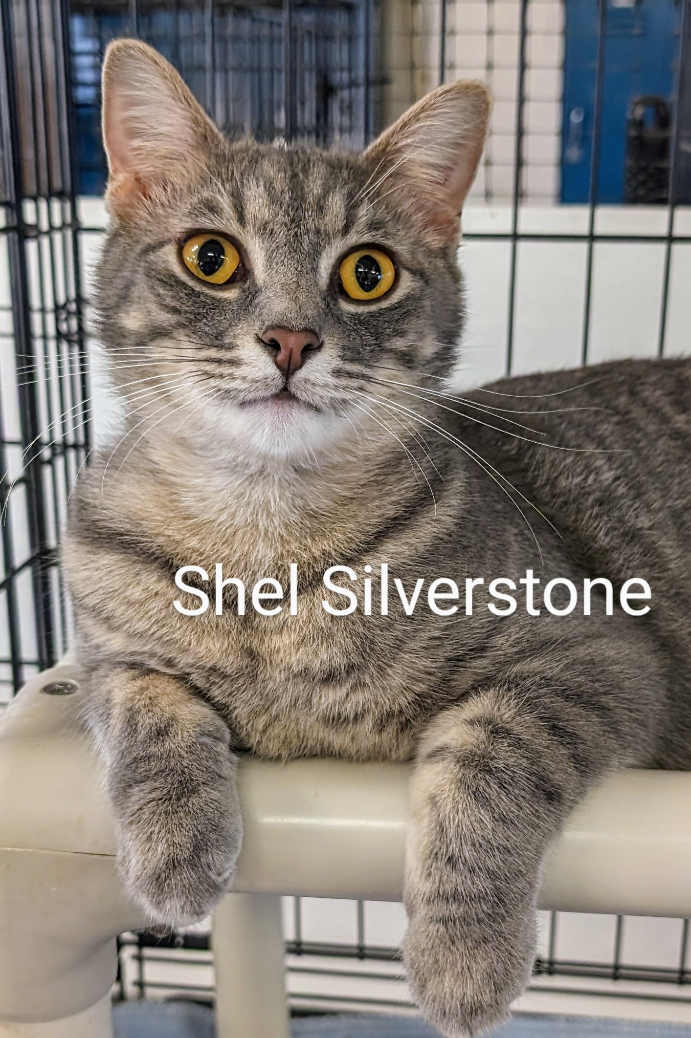Shel Silverstone, a Adoptable Domestic Short Hair in Colfax, IA image 1/2