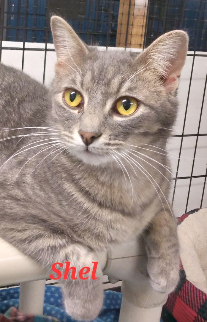 Shel Silverstone, a Adoptable Domestic Short Hair in Colfax, IA image 2/2