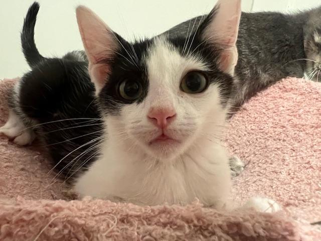 Enlarge Chad (7 months) FOSTER TO ADOPT, a Adoptable Domestic Short Hair in Los Angeles, CA image 2/6