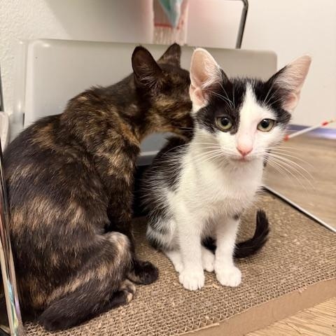 Enlarge Chad (7 months) FOSTER TO ADOPT, a Adoptable Domestic Short Hair in Los Angeles, CA image 3/6