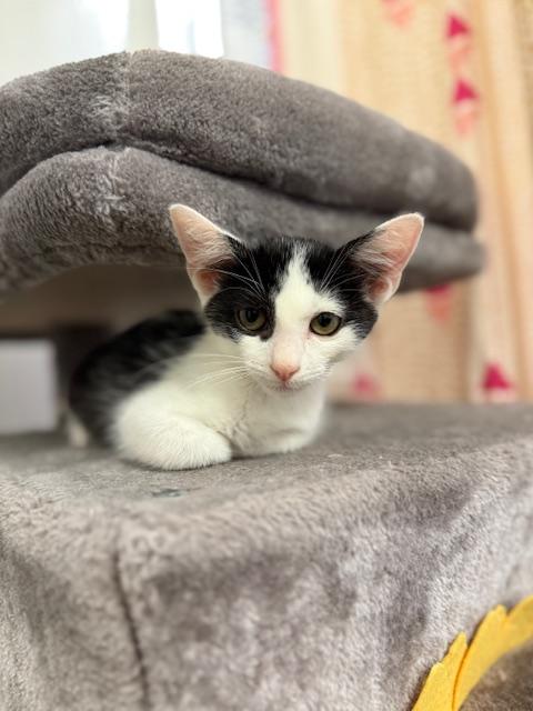 Enlarge Chad (7 months) FOSTER TO ADOPT, a Adoptable Domestic Short Hair in Los Angeles, CA image 4/6