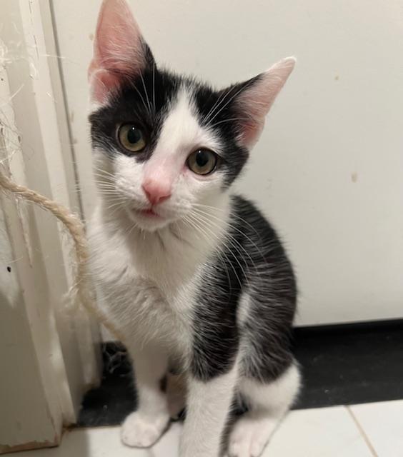 Enlarge Chad (7 months) FOSTER TO ADOPT, a Adoptable Domestic Short Hair in Los Angeles, CA image 5/6