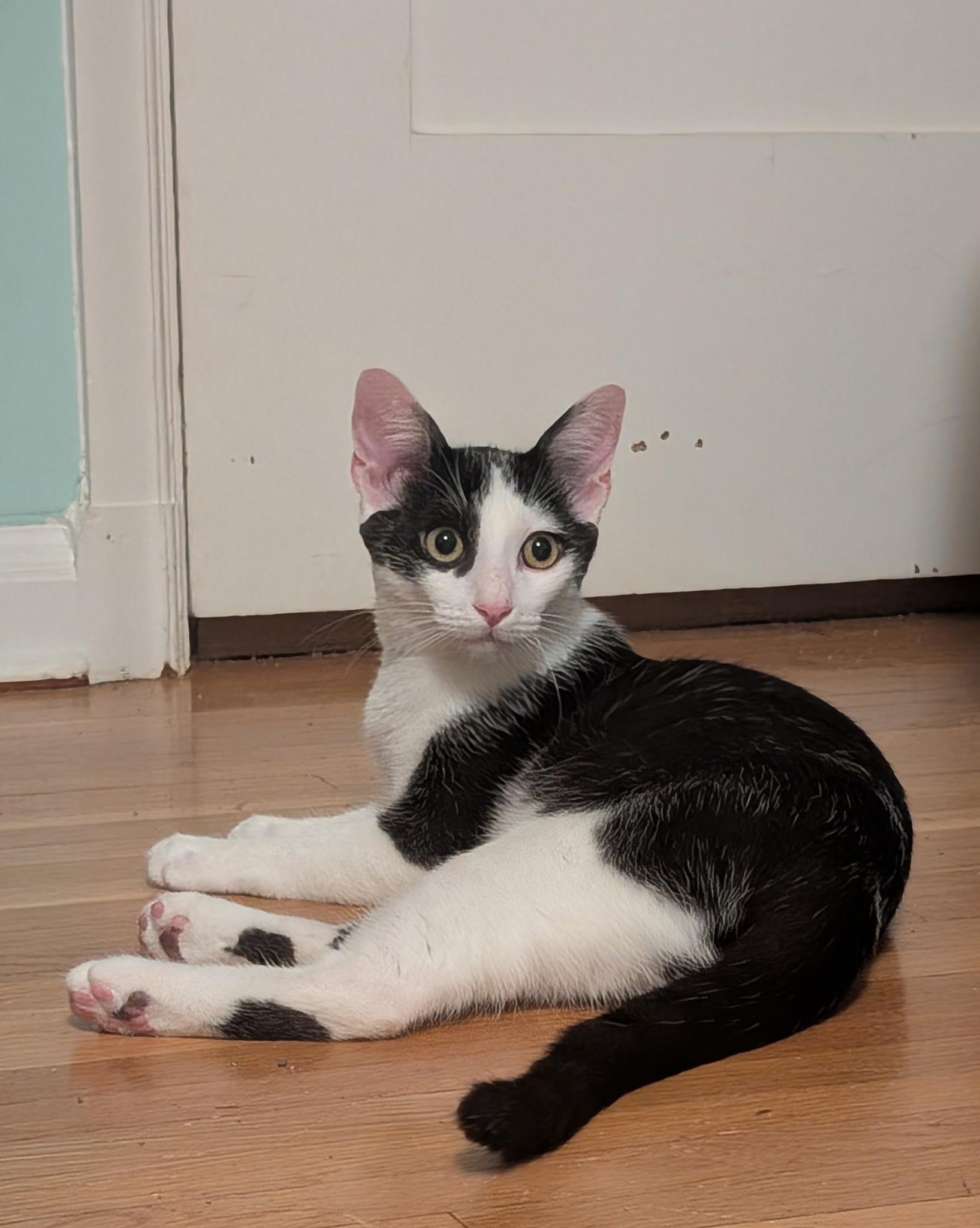 Chad (7 months), Adoptable, Young Male Domestic Short Hair.