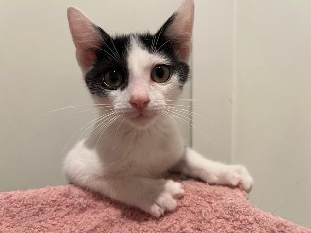 Enlarge Chad (7 months) FOSTER TO ADOPT, a Adoptable Domestic Short Hair in Los Angeles, CA image 6/6