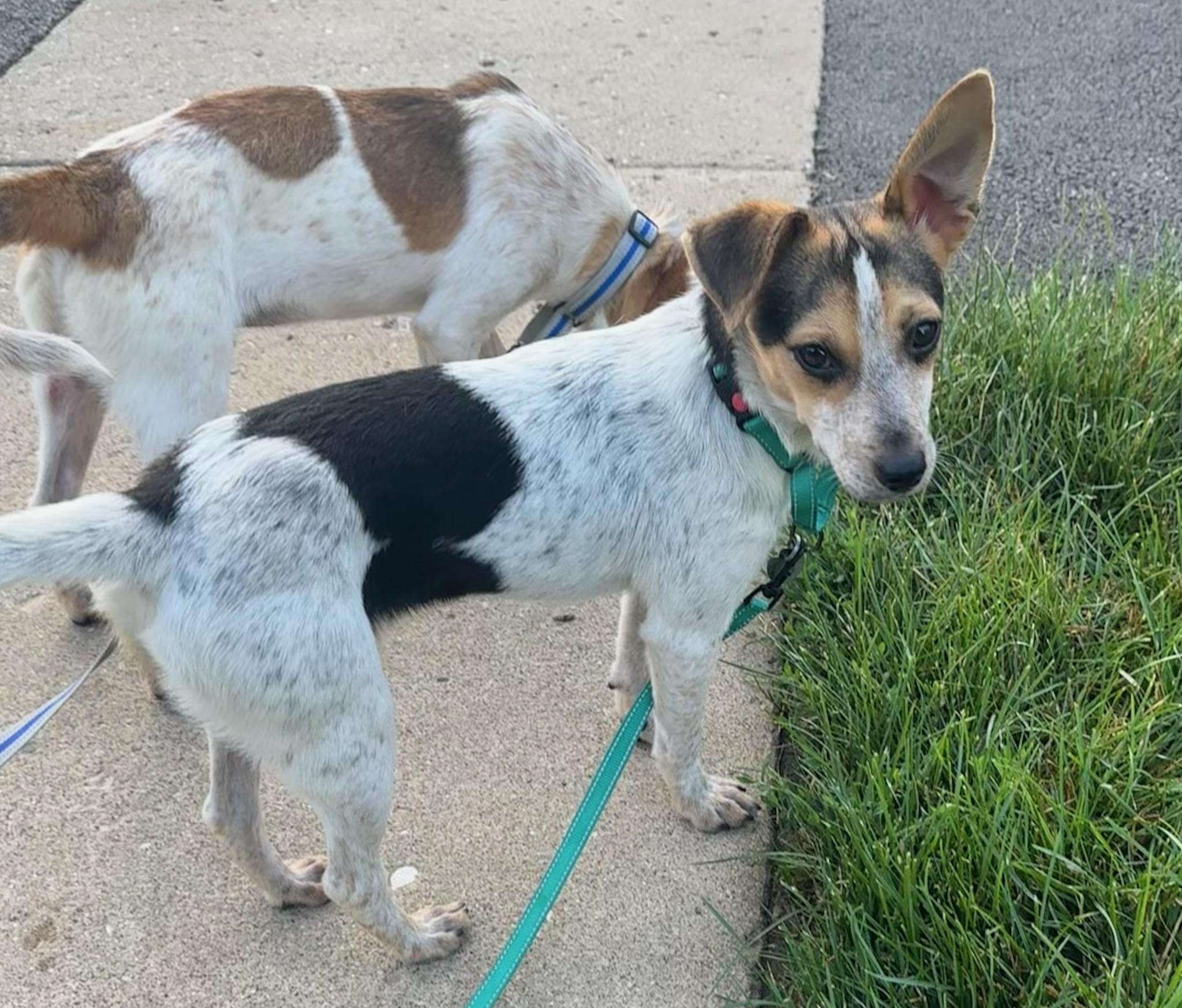 Dog for adoption - Jill, a Jack Russell Terrier Mix in Huntley, IL ...