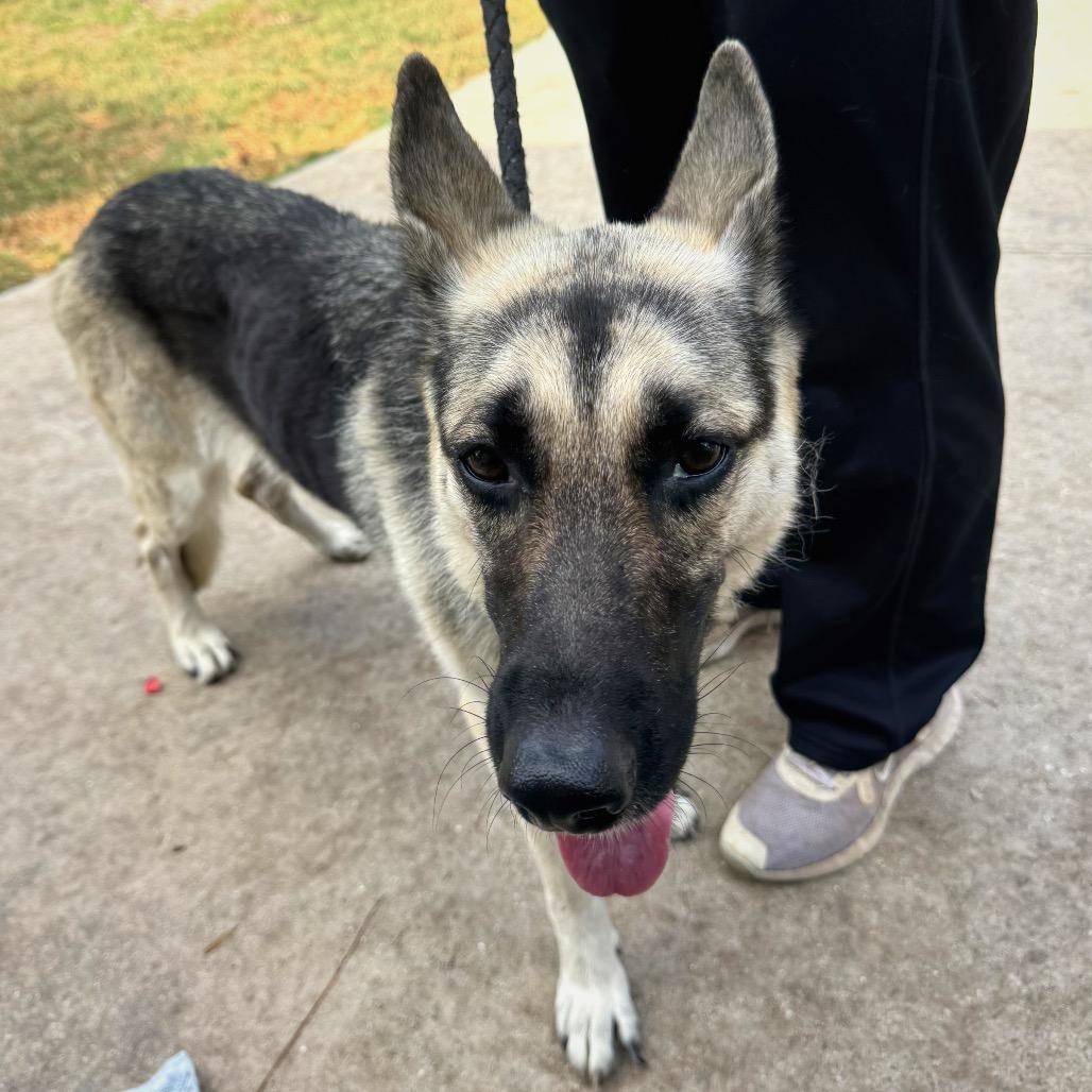 Nova, Adoptable, Adult Female German Shepherd Dog.
