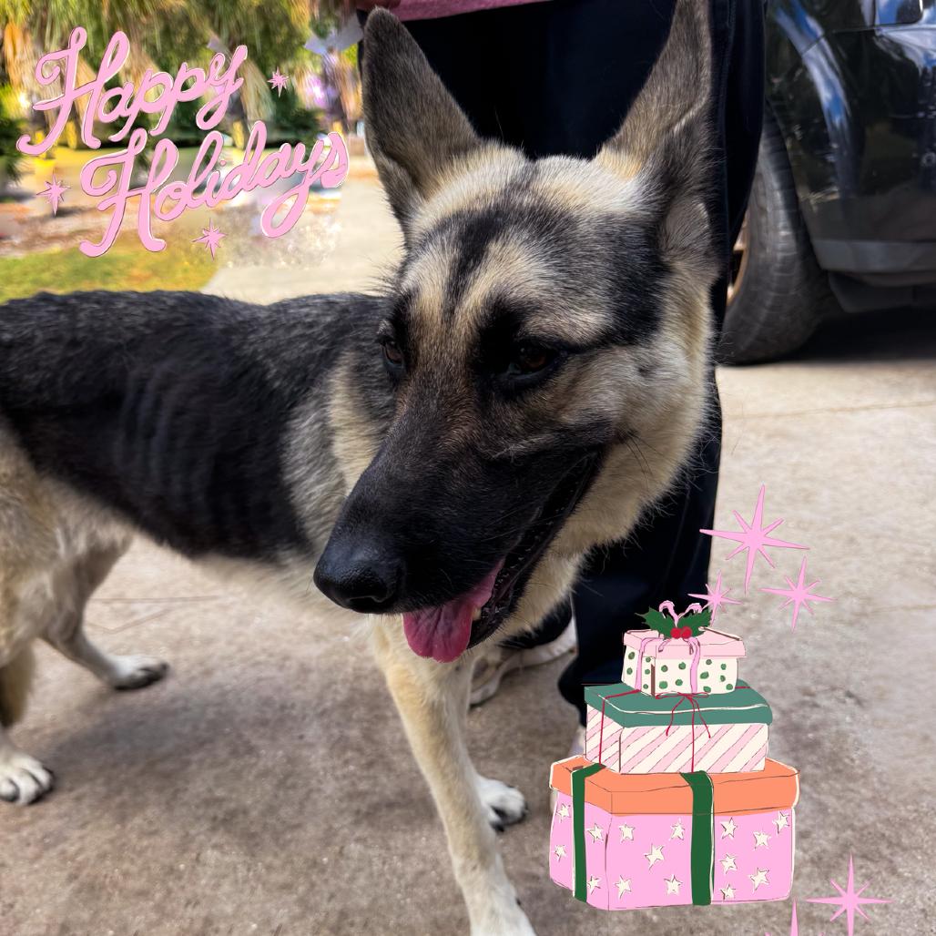 Nova, a Adoptable German Shepherd Dog in North Port, FL image 2/4