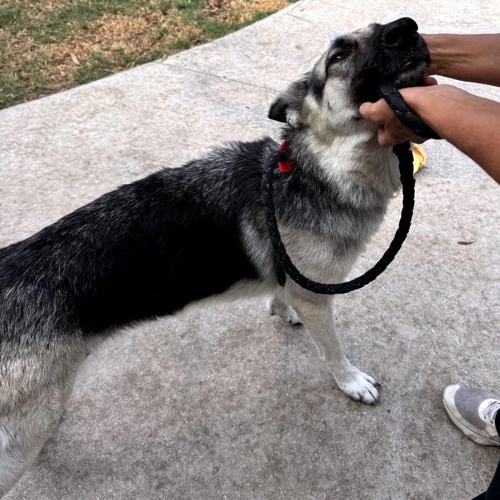 Nova, a Adoptable German Shepherd Dog in North Port, FL image 4/4