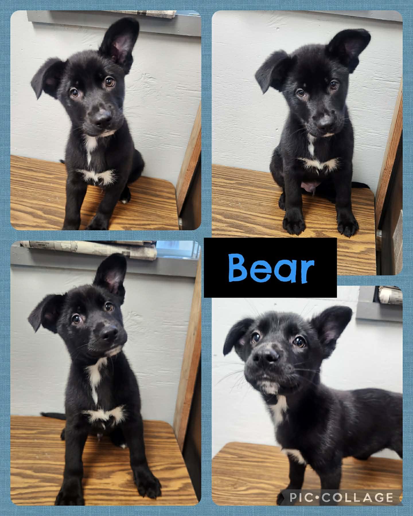 Bear, ADOPTABLE, Puppy Male Labrador Retriever & Shepherd.
