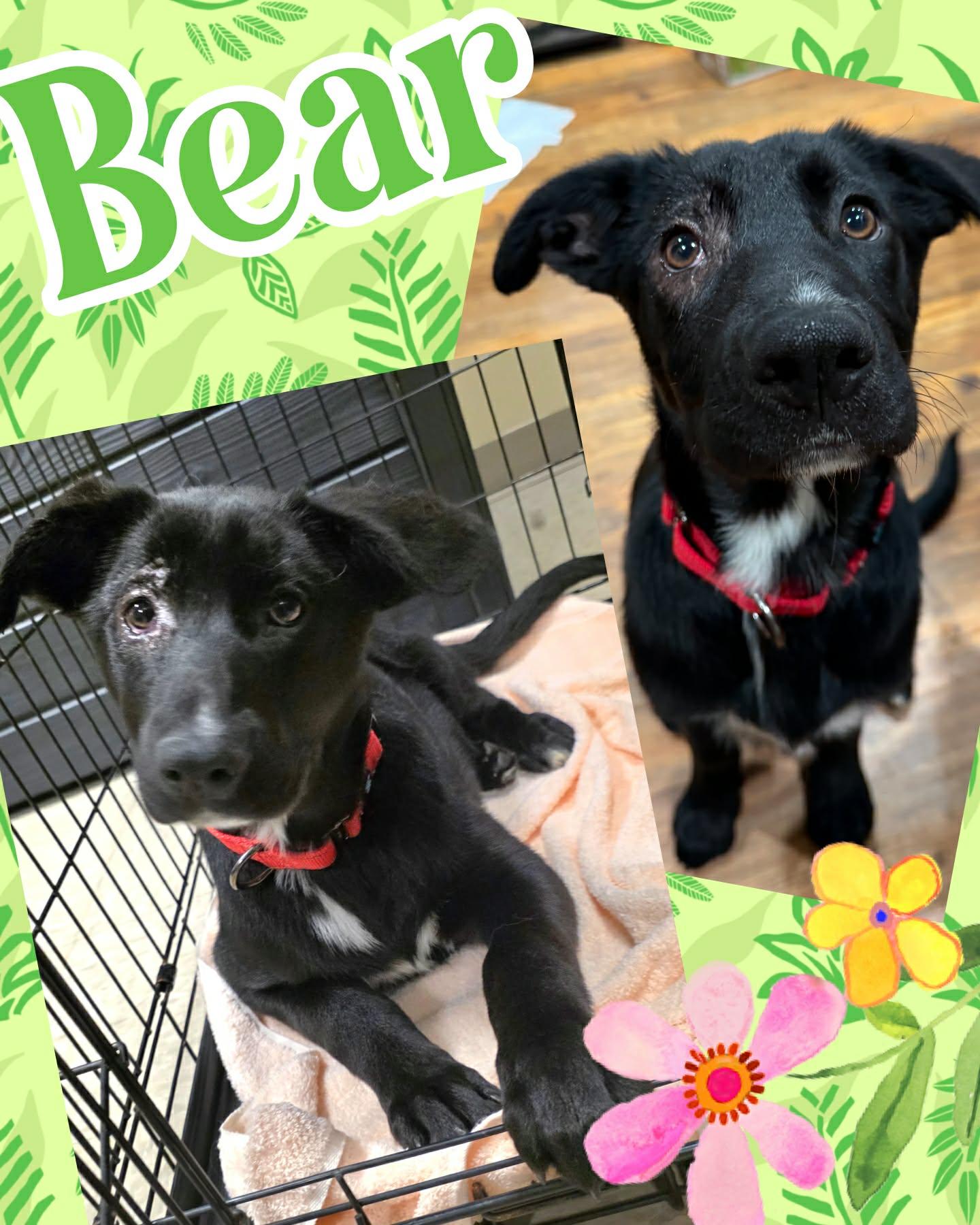 Bear, ADOPTABLE, Puppy Male Labrador Retriever & Shepherd.