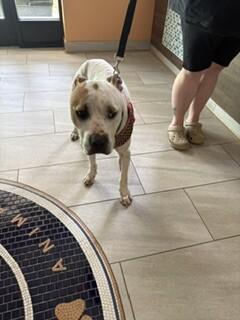 Enlarge Doug, a Adoptable Pit Bull Terrier in Providence Forge, VA image 1/1