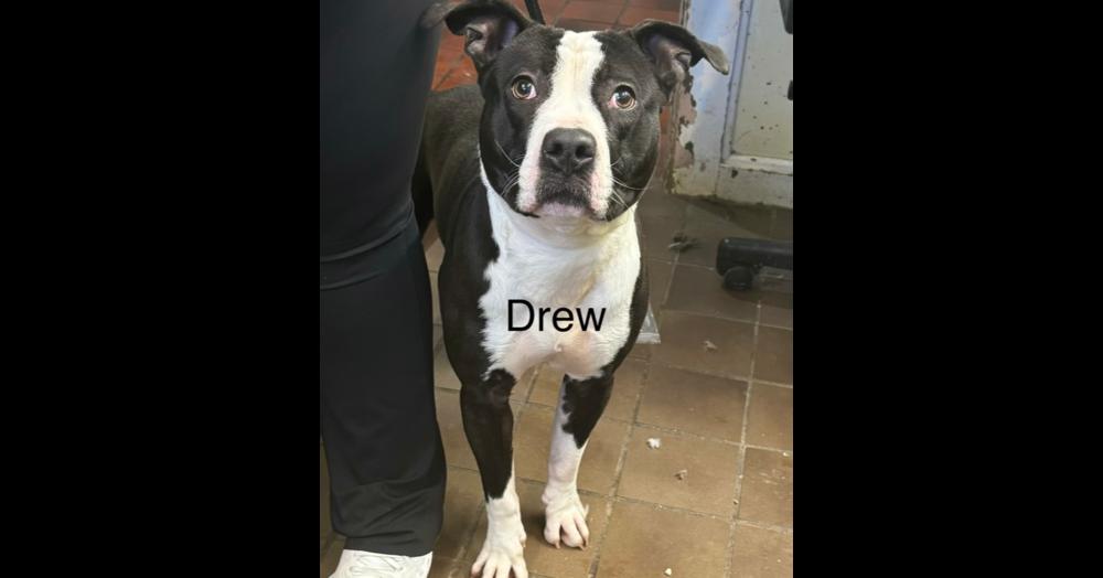 Drew, a Adoptable mixed breed in Naperville, IL image 1/3